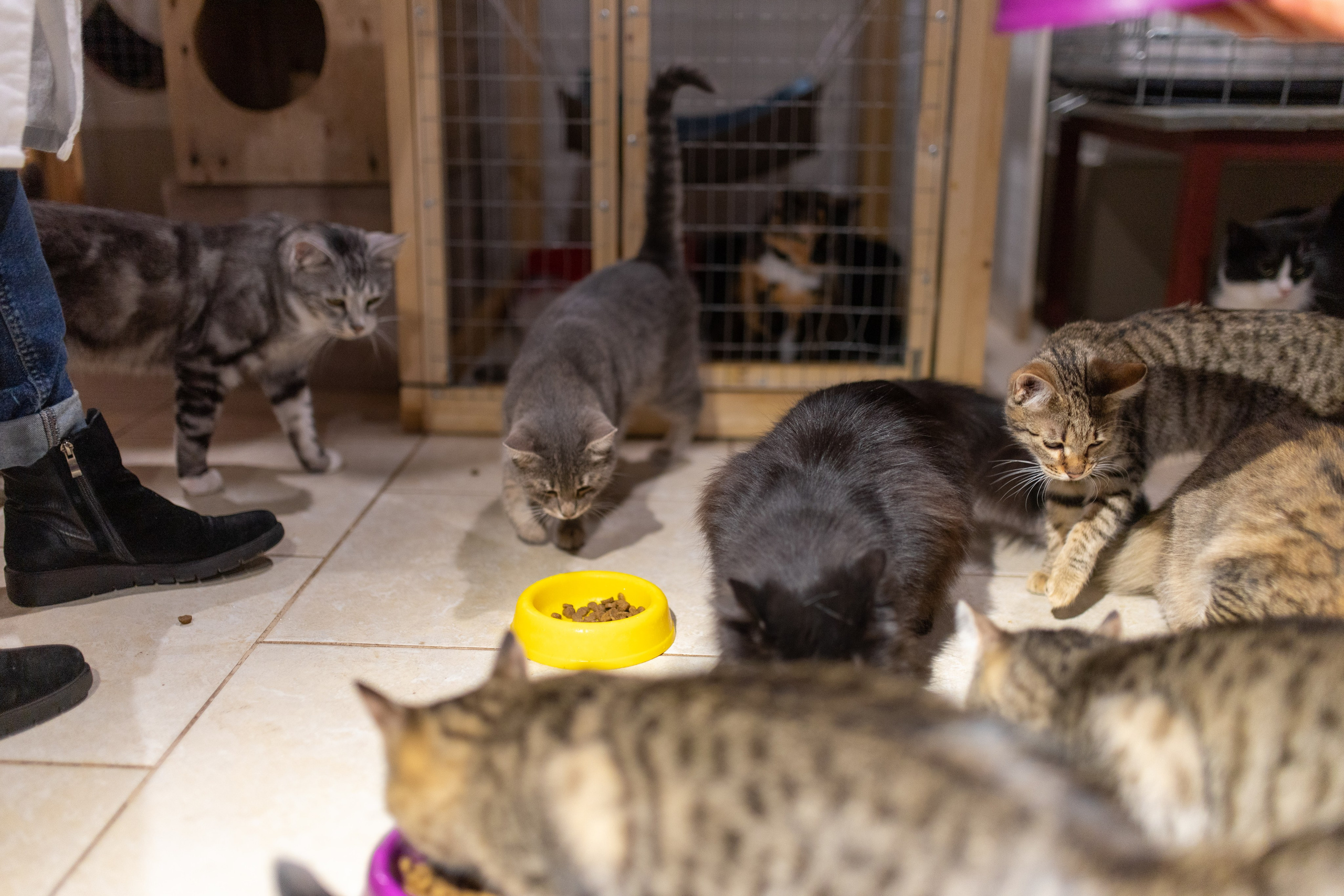 Котики для Old Cat. Профессиональный интерьерный и репортажный фотограф Минск и РБ. Максим Орлов