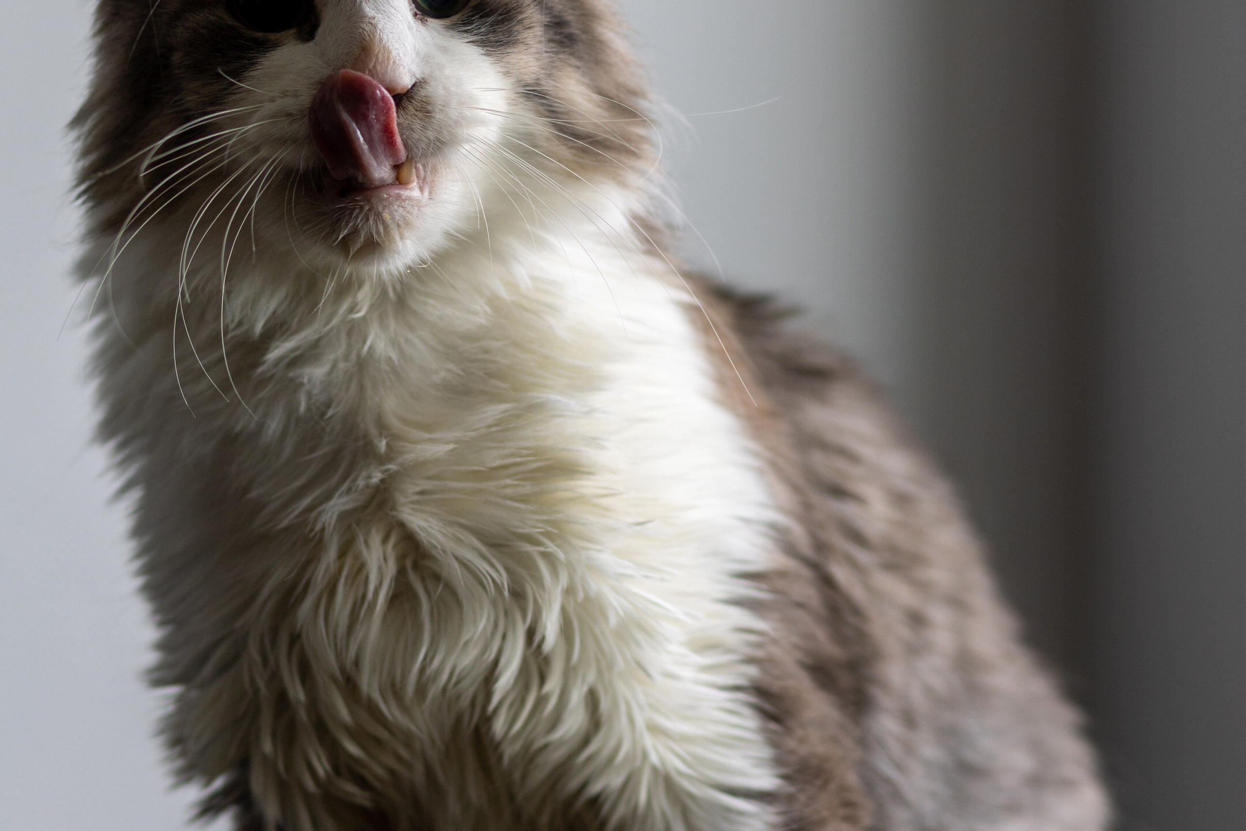 Котики для Old Cat. Профессиональный интерьерный и репортажный фотограф Минск и РБ. Максим Орлов