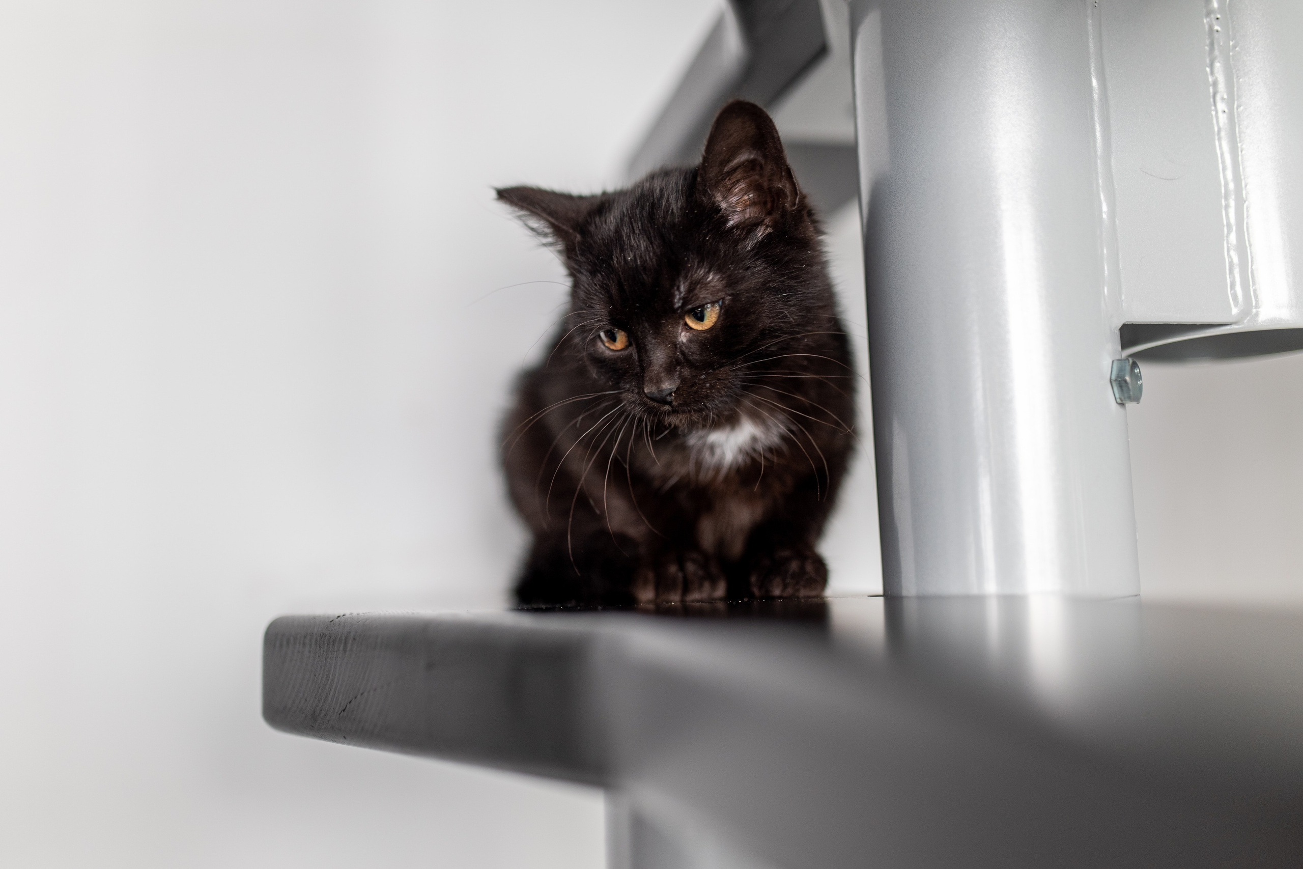 Котики для Old Cat. Профессиональный интерьерный и репортажный фотограф Минск и РБ. Максим Орлов