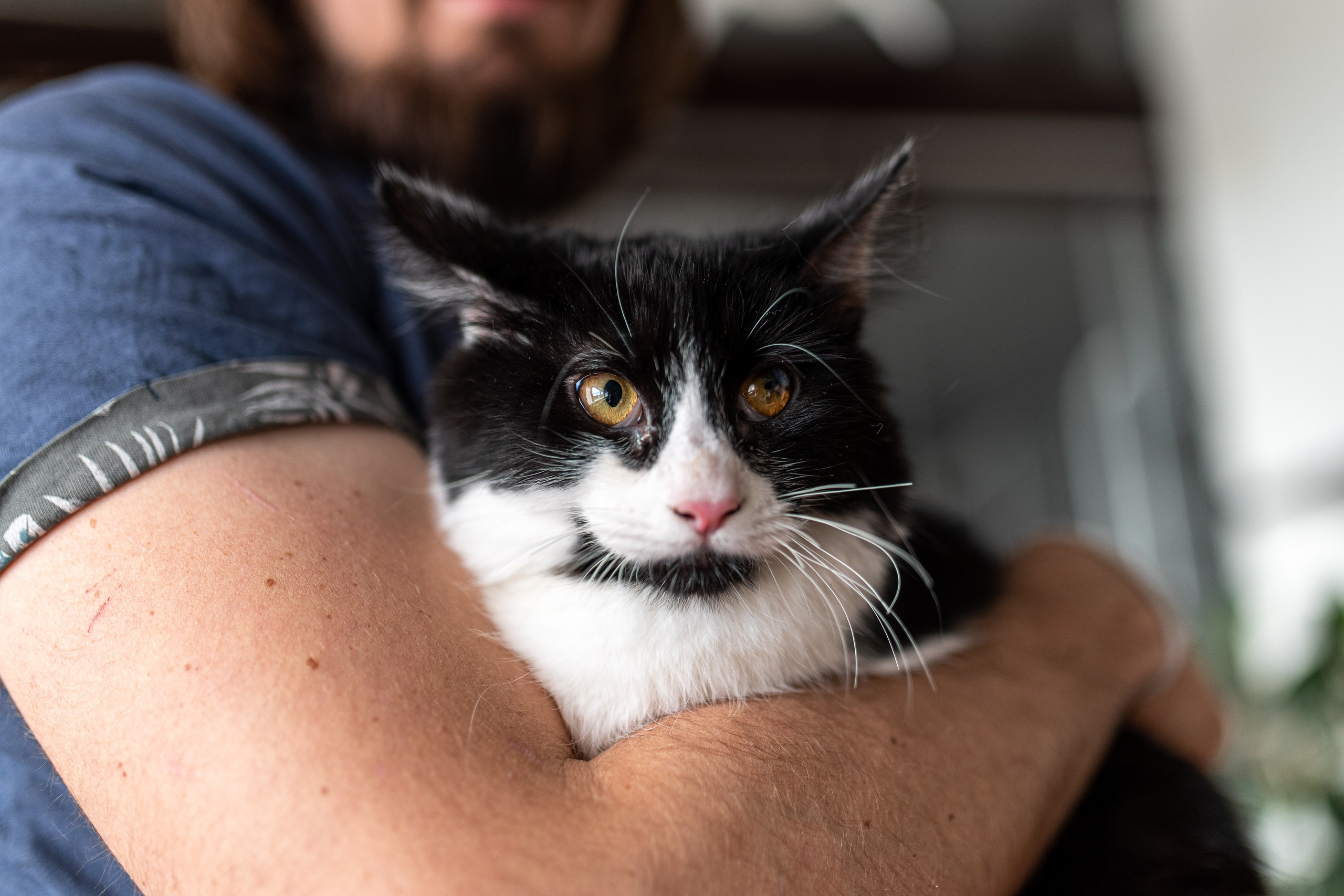 Котики для Old Cat. Профессиональный интерьерный и репортажный фотограф Минск и РБ. Максим Орлов
