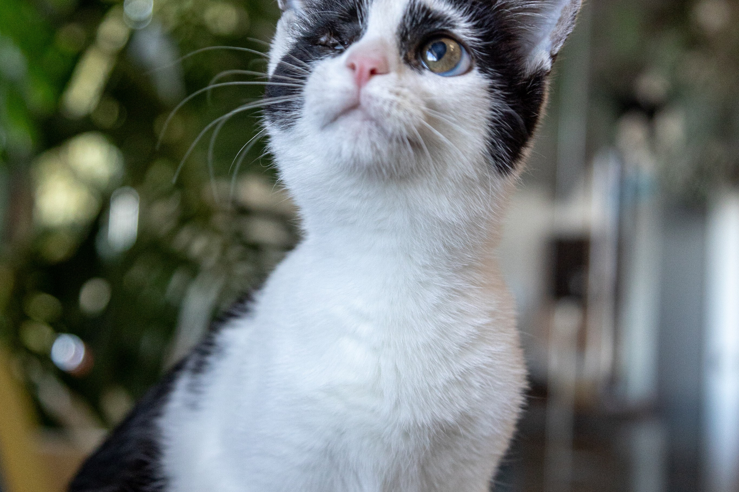 Котики для Old Cat. Профессиональный интерьерный и репортажный фотограф Минск и РБ. Максим Орлов