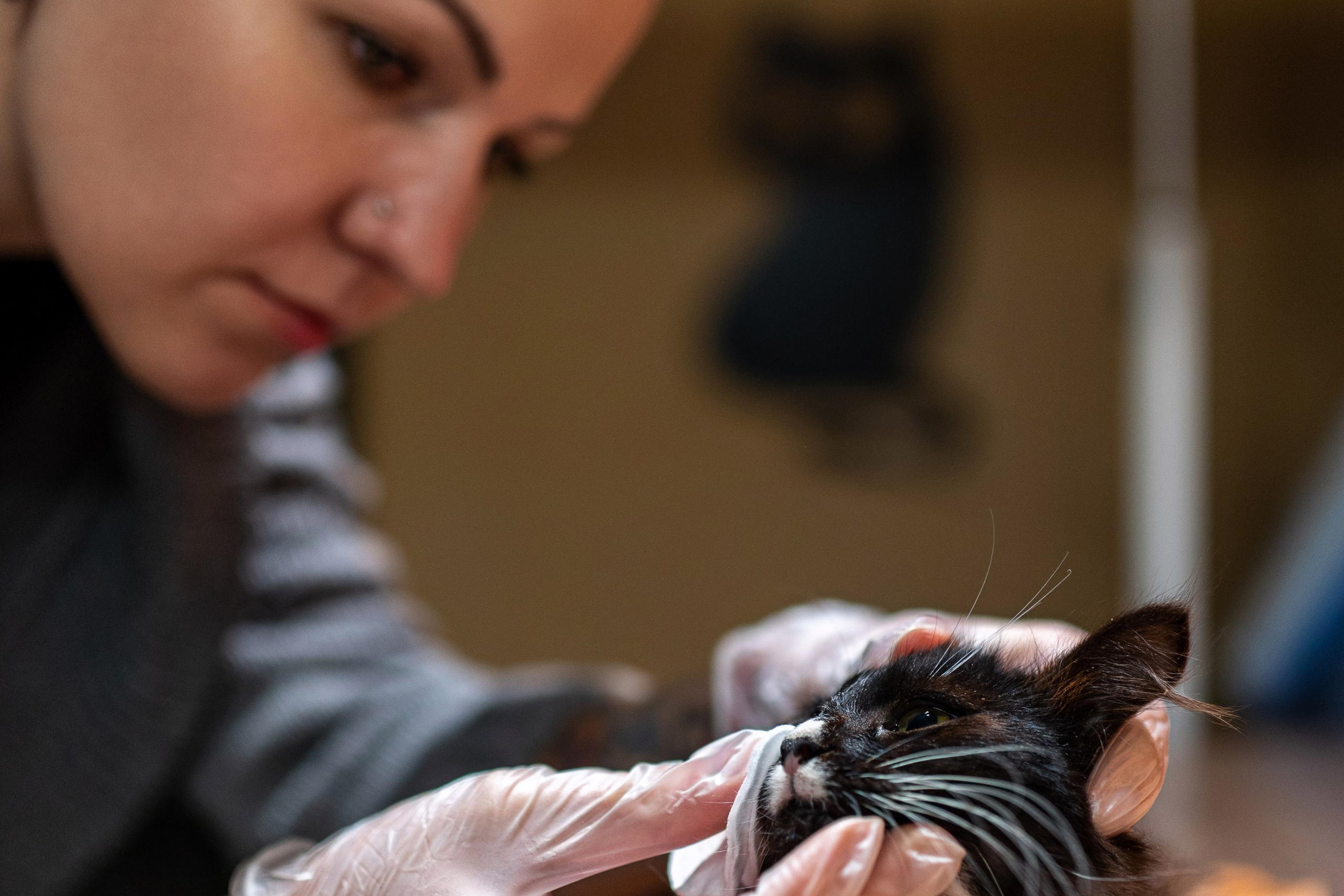 Котики для Old Cat. Профессиональный интерьерный и репортажный фотограф Минск и РБ. Максим Орлов