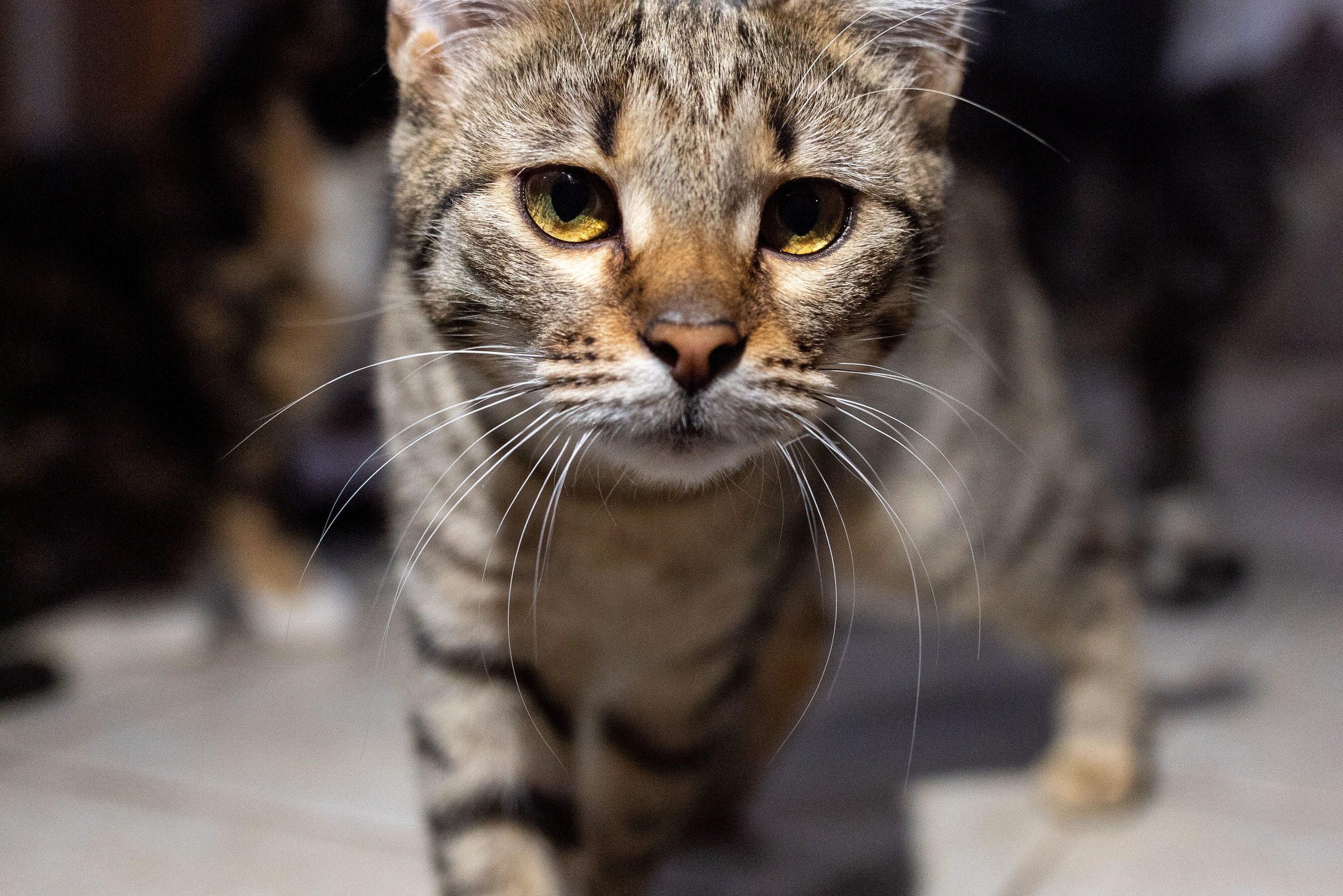 Котики для Old Cat. Профессиональный интерьерный и репортажный фотограф Минск и РБ. Максим Орлов