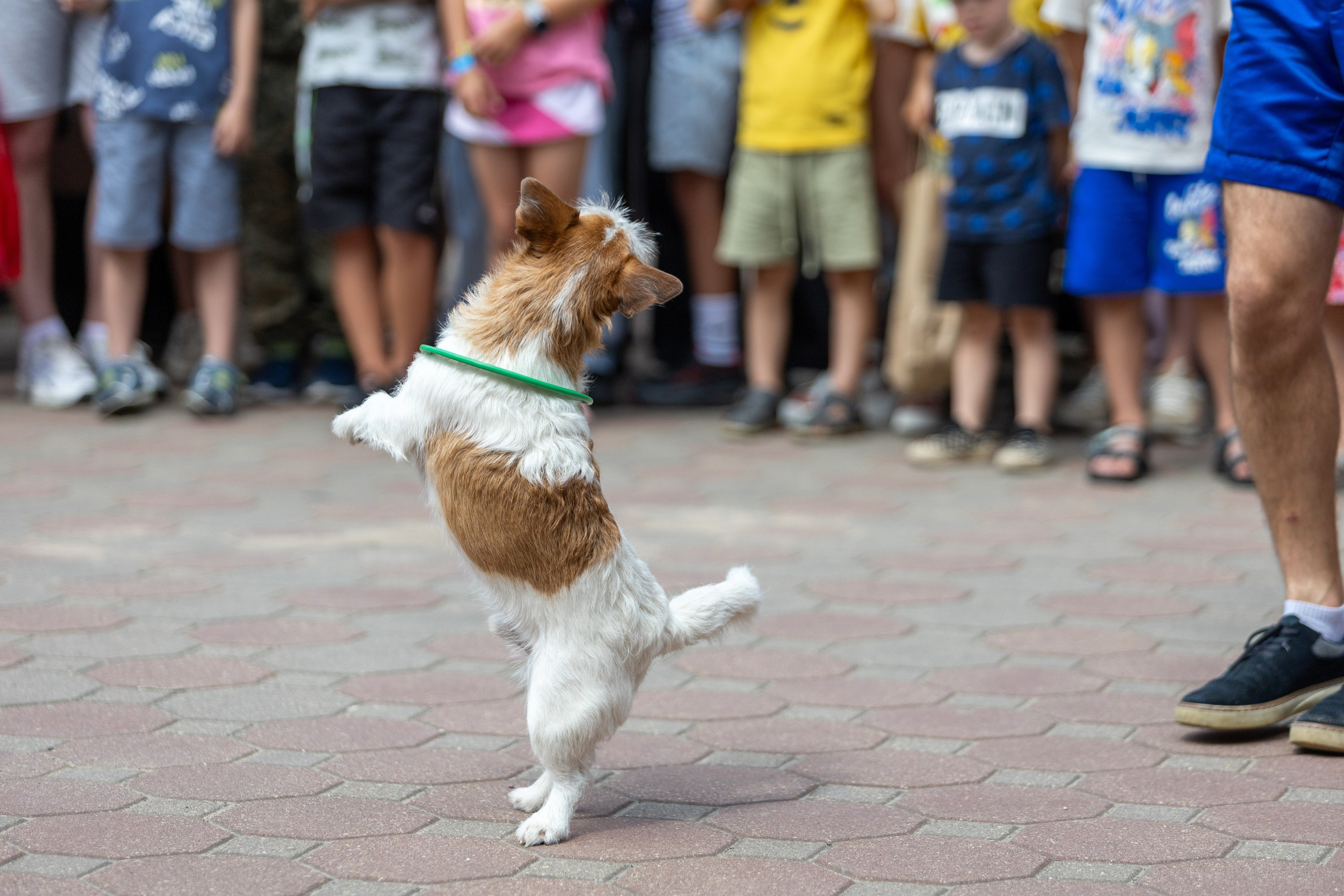Детифест. Профессиональный интерьерный и репортажный фотограф Минск и РБ. Максим Орлов