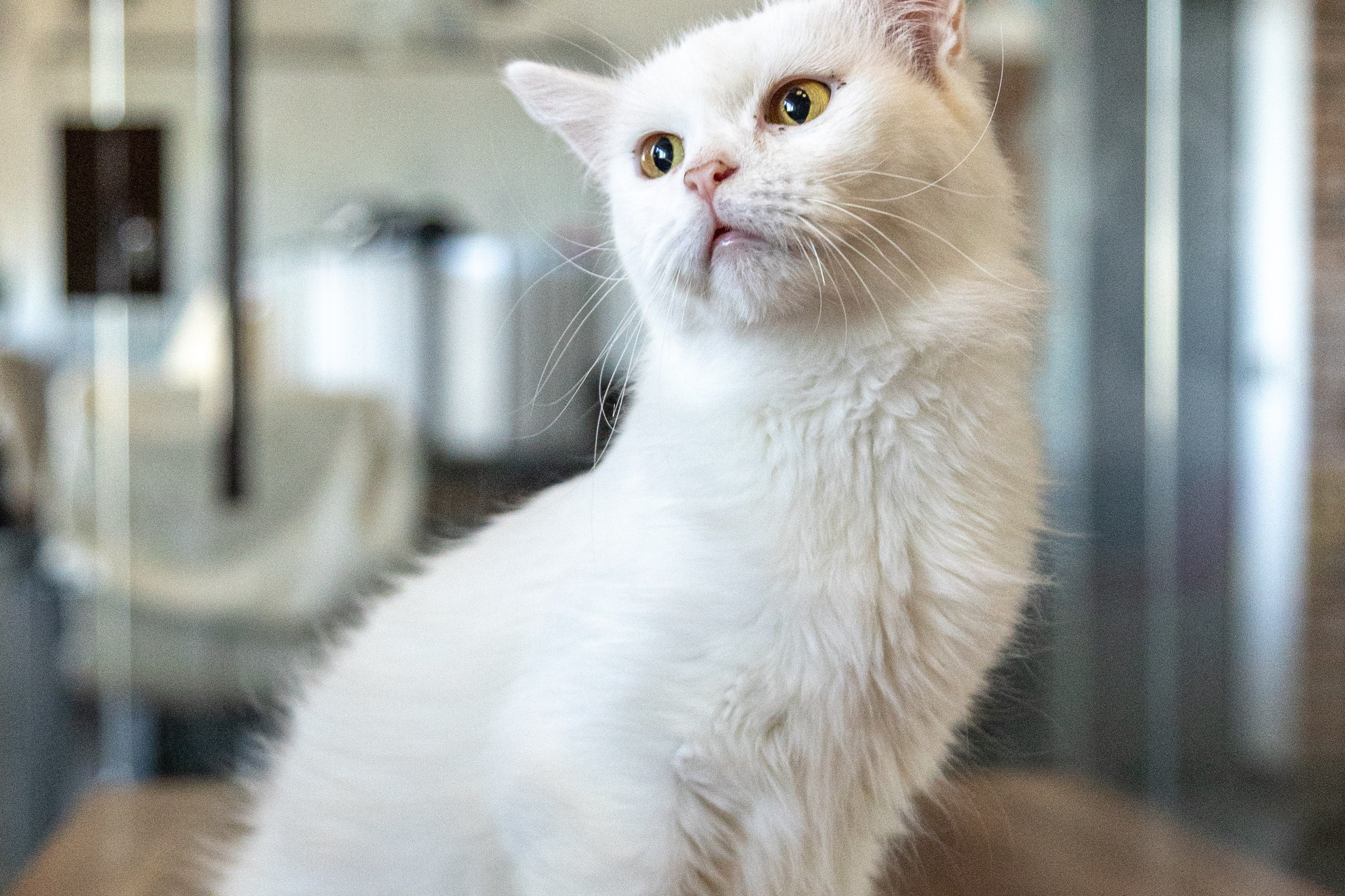 Котики для Old Cat. Профессиональный интерьерный и репортажный фотограф Минск и РБ. Максим Орлов