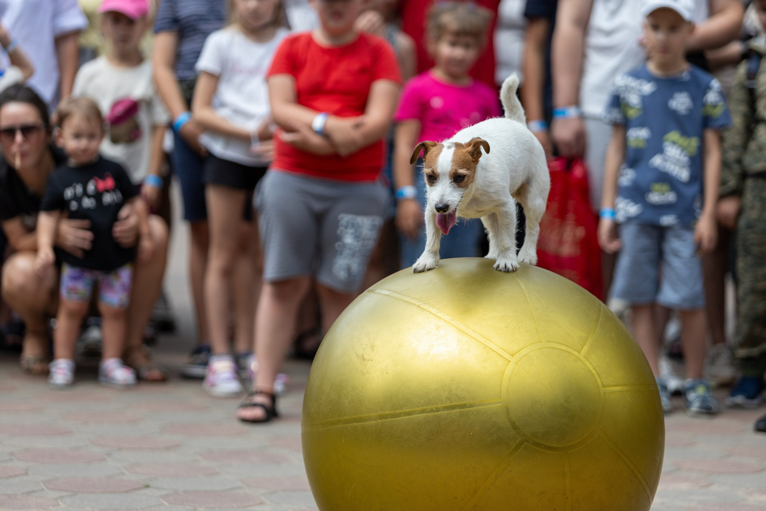 Детифест. Профессиональный интерьерный и репортажный фотограф Минск и РБ. Максим Орлов