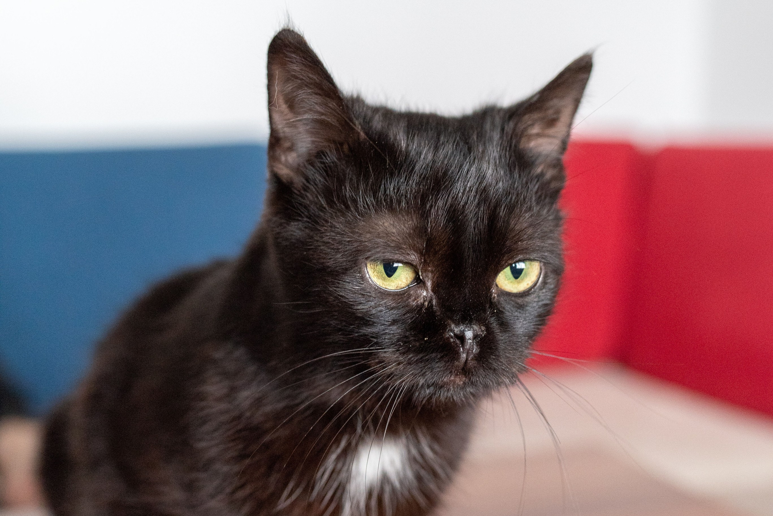 Котики для Old Cat. Профессиональный интерьерный и репортажный фотограф Минск и РБ. Максим Орлов