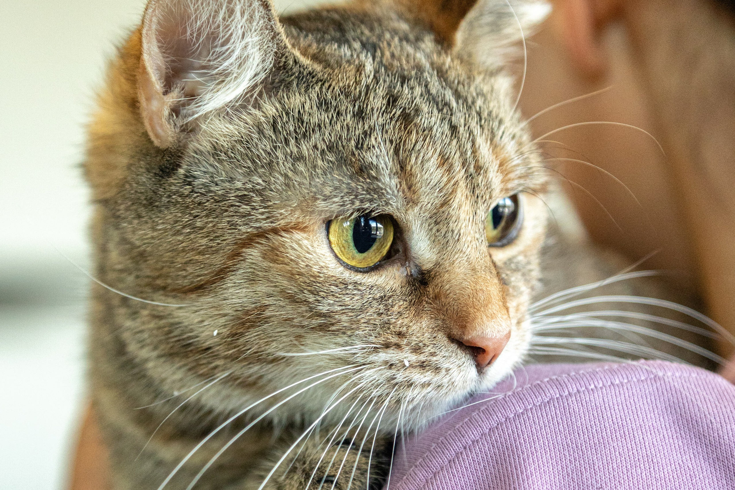 Котики для Old Cat. Профессиональный интерьерный и репортажный фотограф Минск и РБ. Максим Орлов
