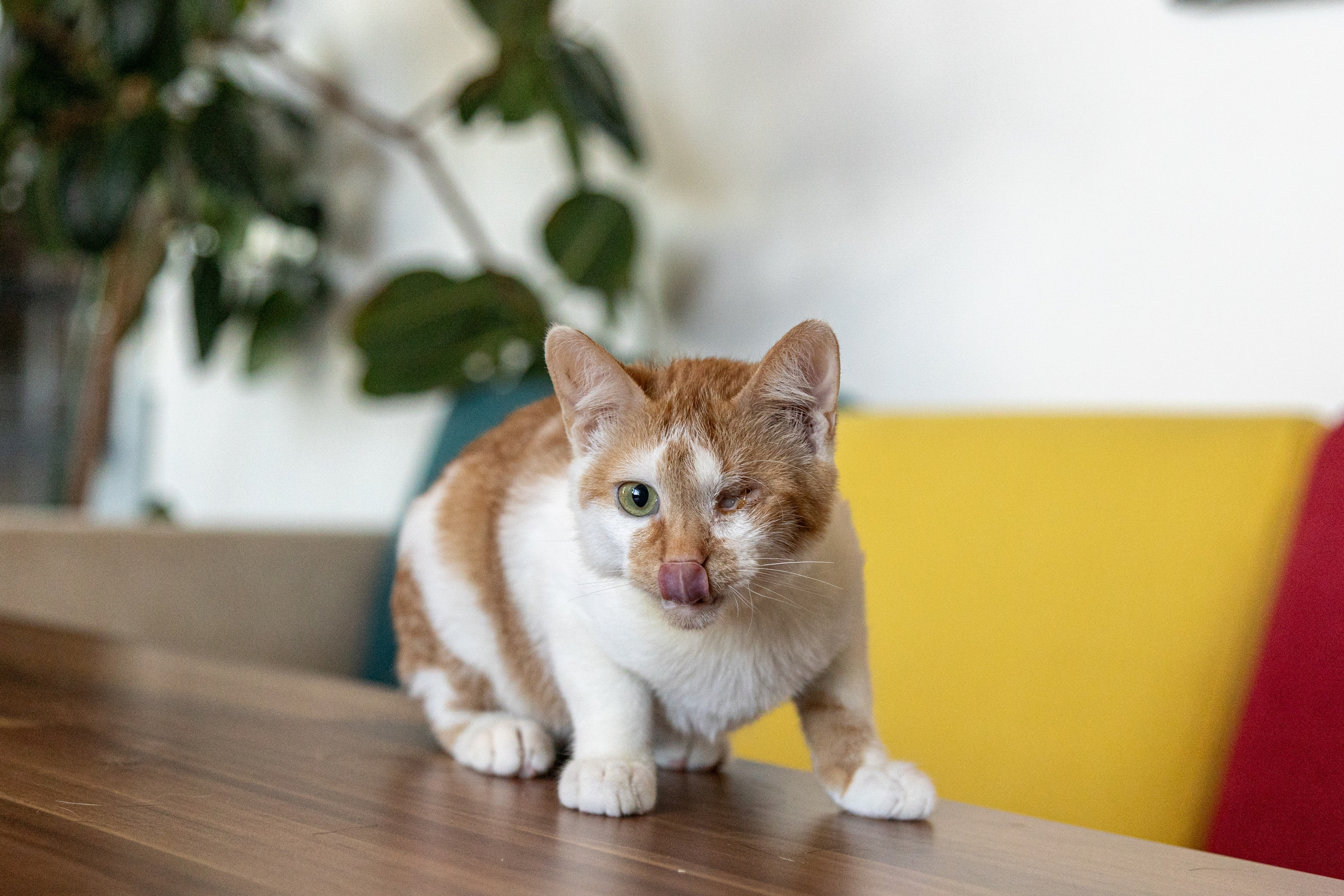 Котики для Old Cat. Профессиональный интерьерный и репортажный фотограф Минск и РБ. Максим Орлов