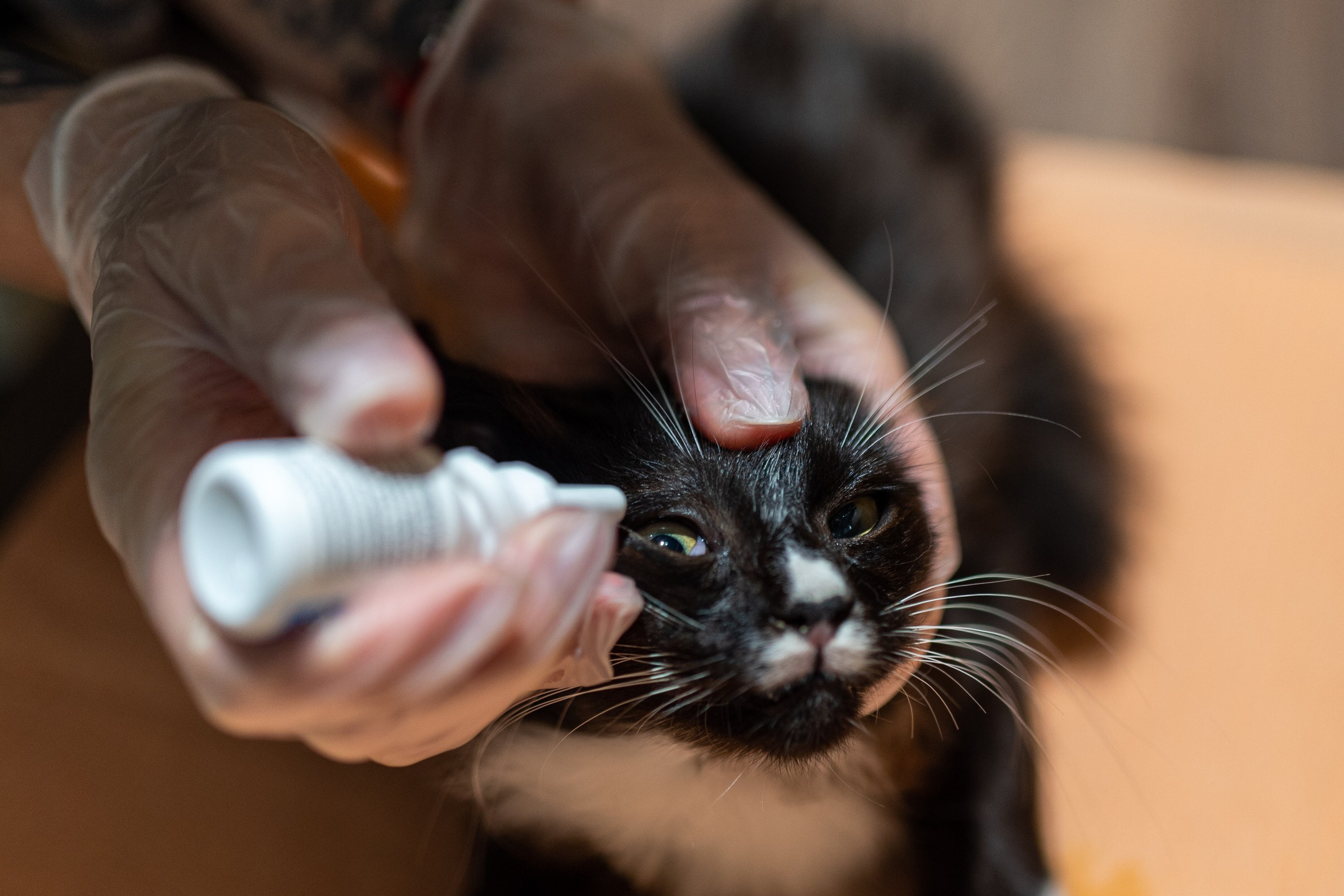 Котики для Old Cat. Профессиональный интерьерный и репортажный фотограф Минск и РБ. Максим Орлов