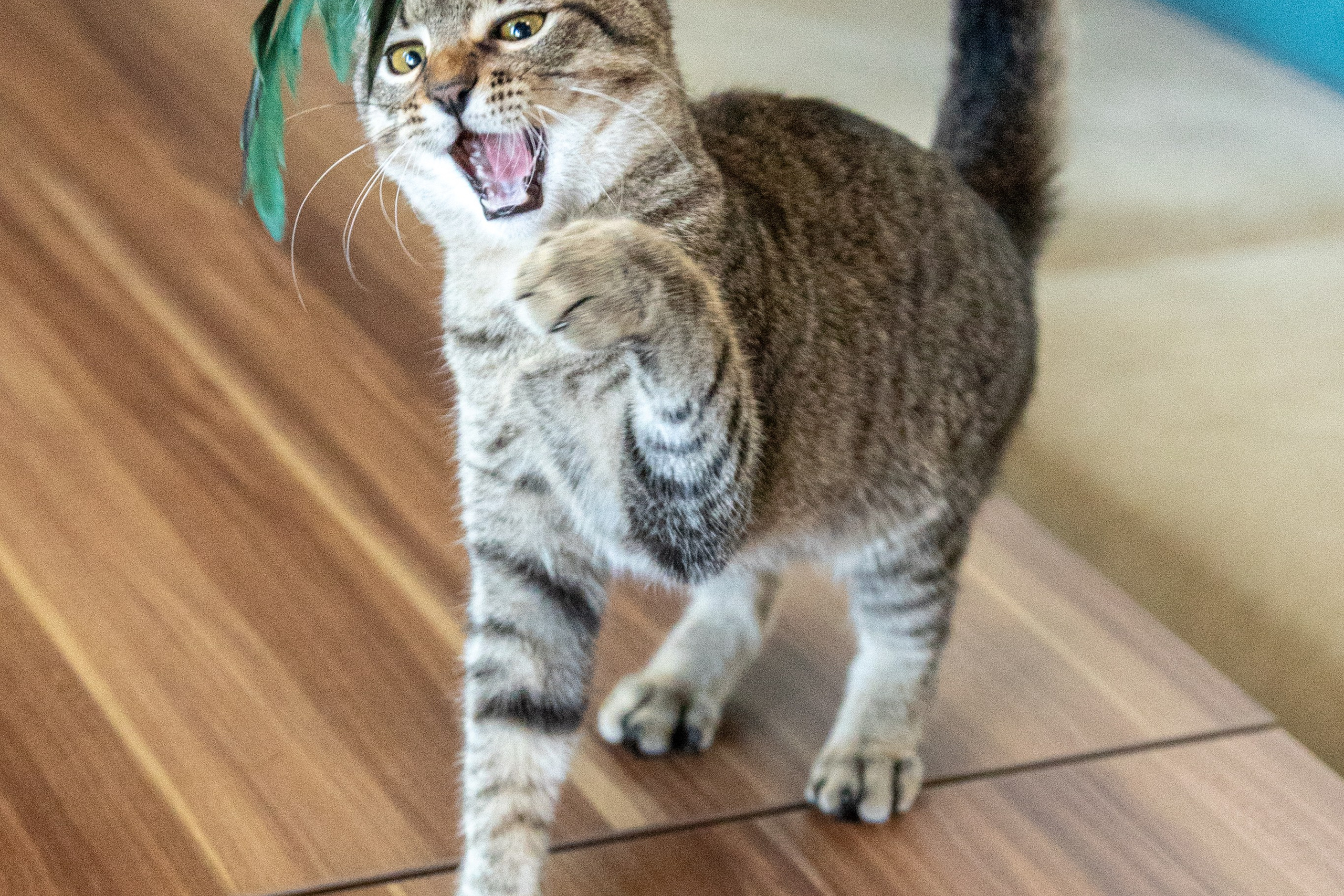 Котики для Old Cat. Профессиональный интерьерный и репортажный фотограф Минск и РБ. Максим Орлов