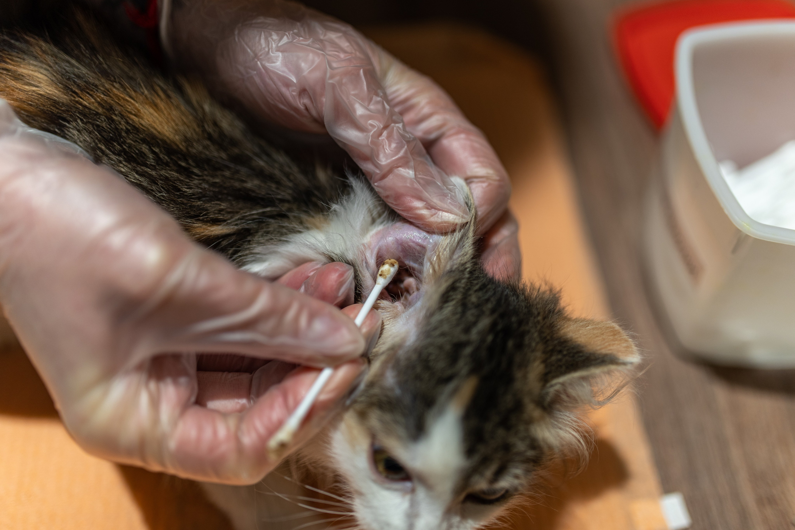 Котики для Old Cat. Профессиональный интерьерный и репортажный фотограф Минск и РБ. Максим Орлов