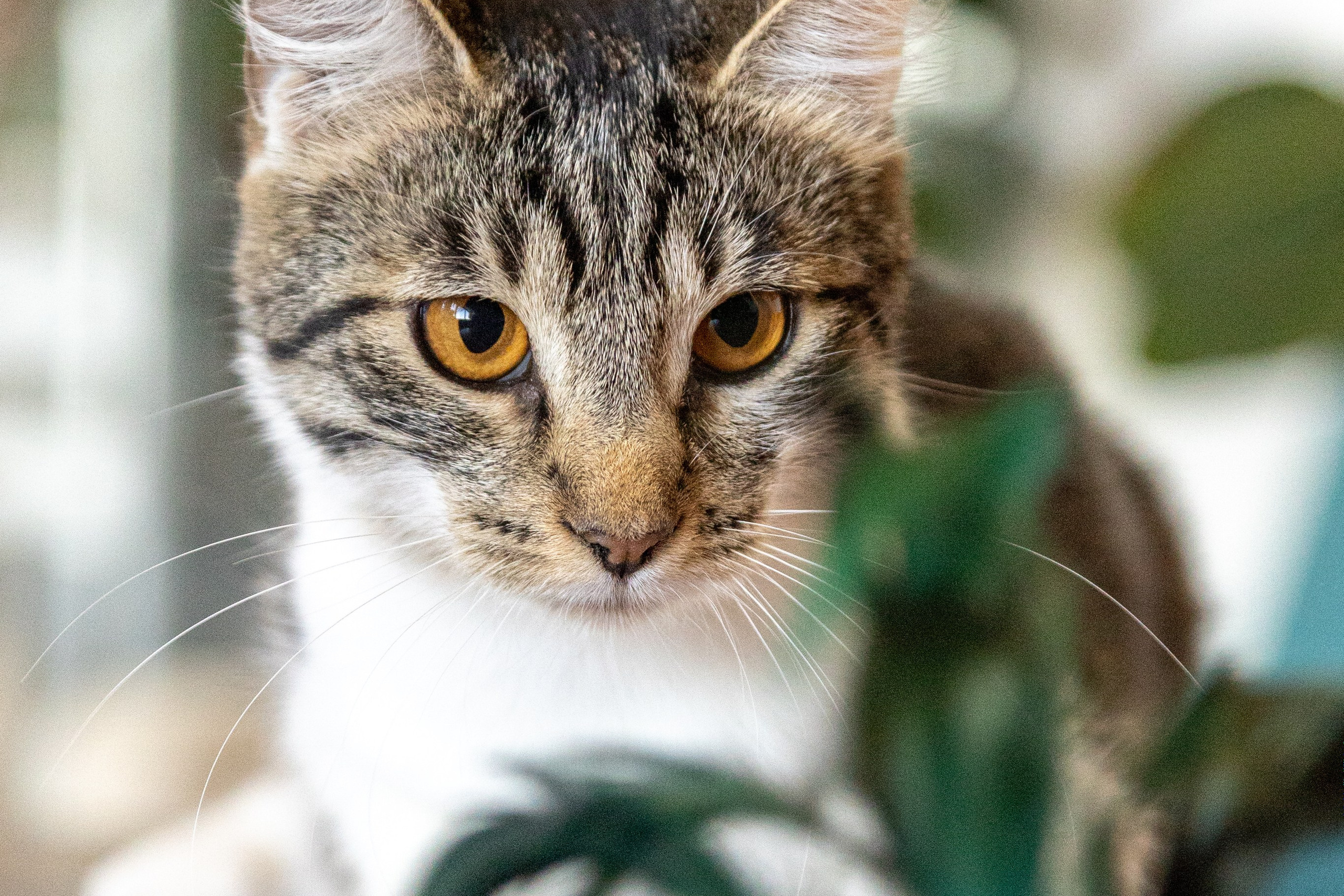 Котики для Old Cat. Профессиональный интерьерный и репортажный фотограф Минск и РБ. Максим Орлов