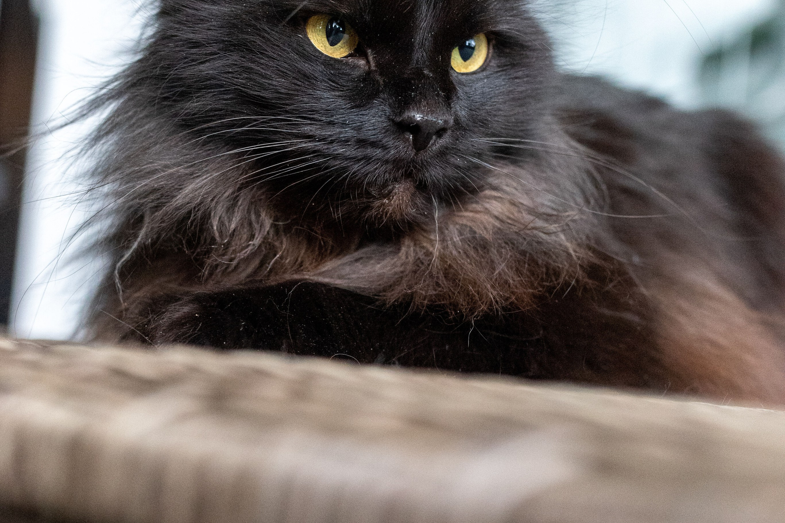 Котики для Old Cat. Профессиональный интерьерный и репортажный фотограф Минск и РБ. Максим Орлов