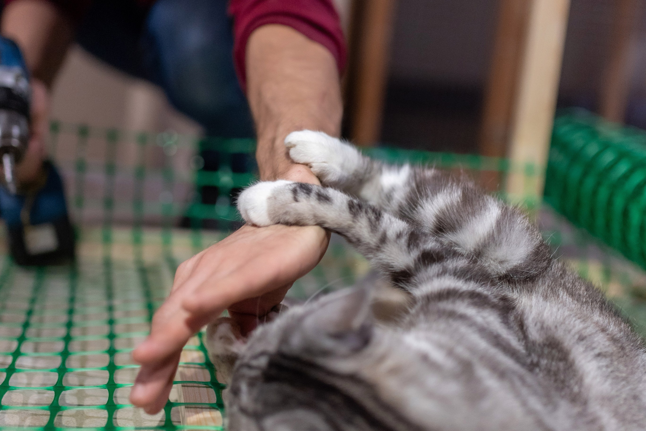 Котики для Old Cat. Профессиональный интерьерный и репортажный фотограф Минск и РБ. Максим Орлов