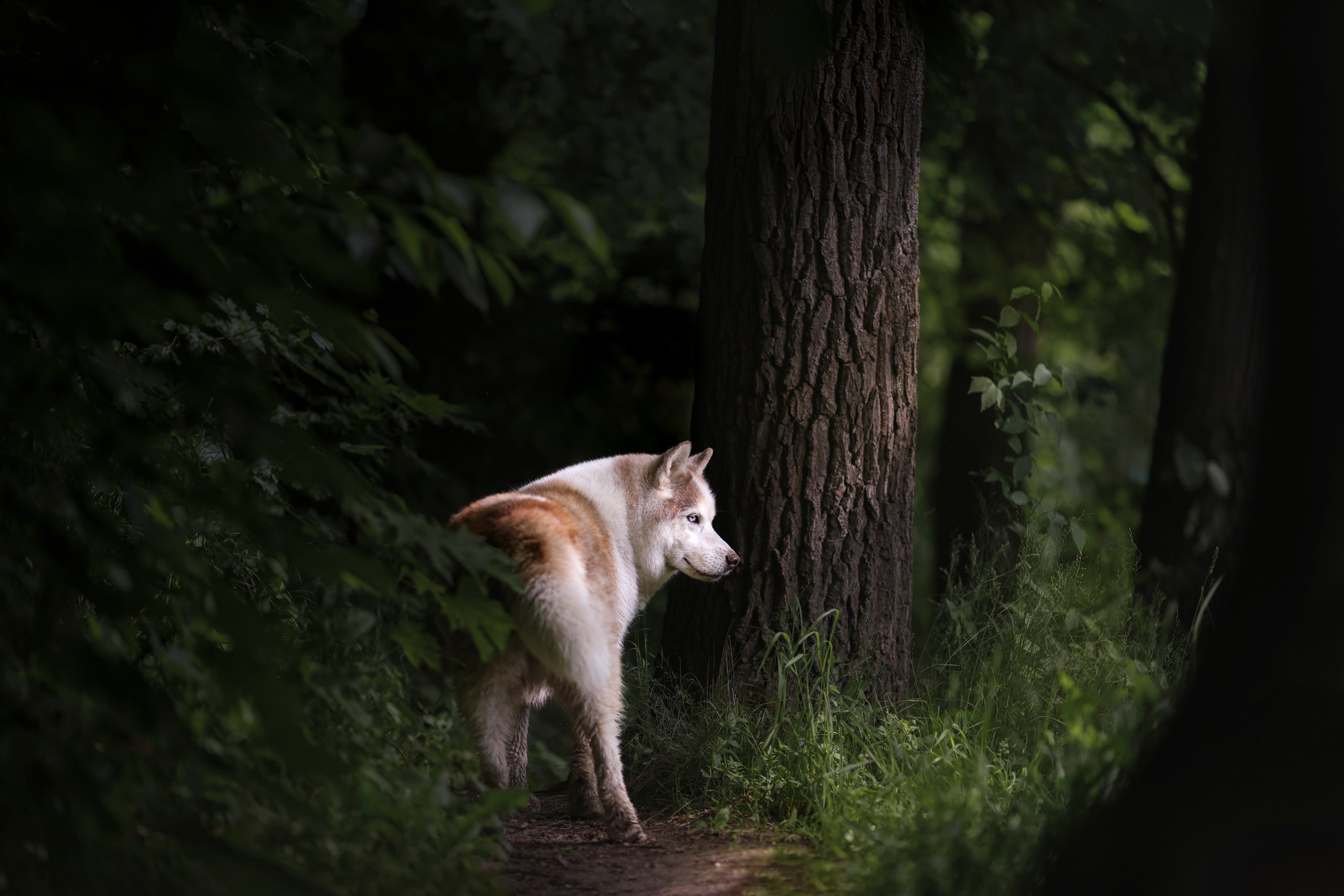 Насыщенное лето. Фотограф / видеограф - анималист Анастасия