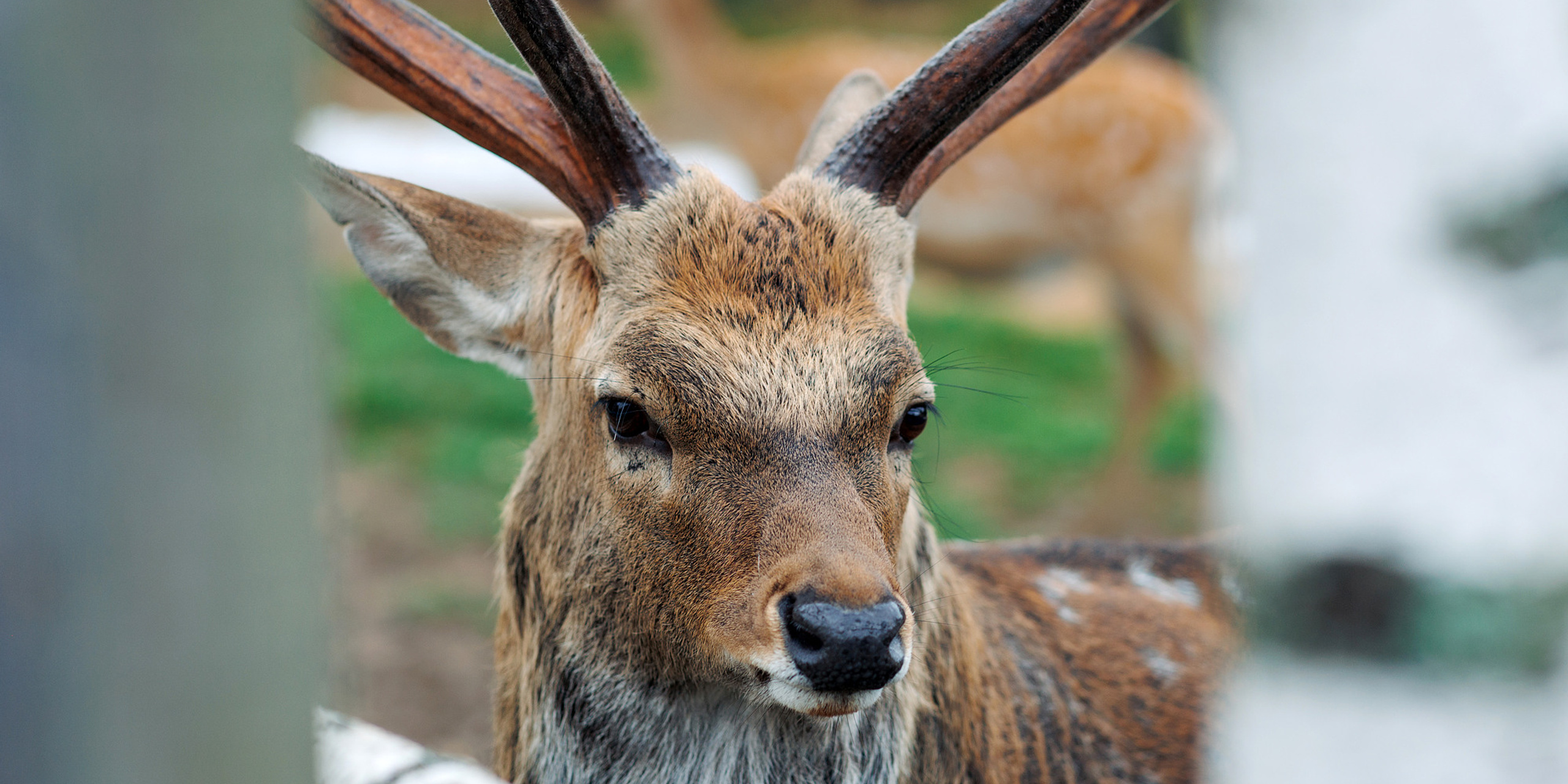 Экскурсия на оленью ферму