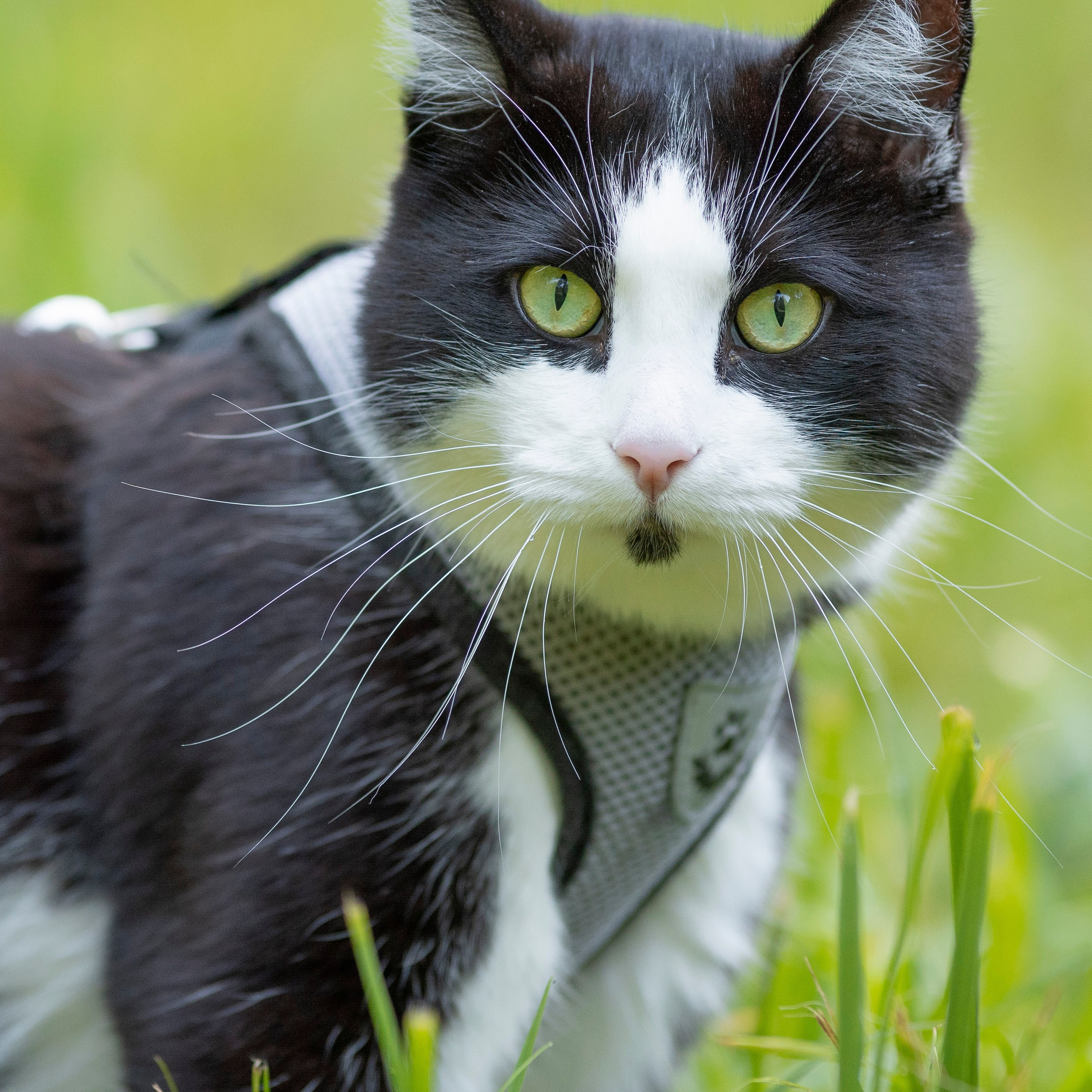 Котя