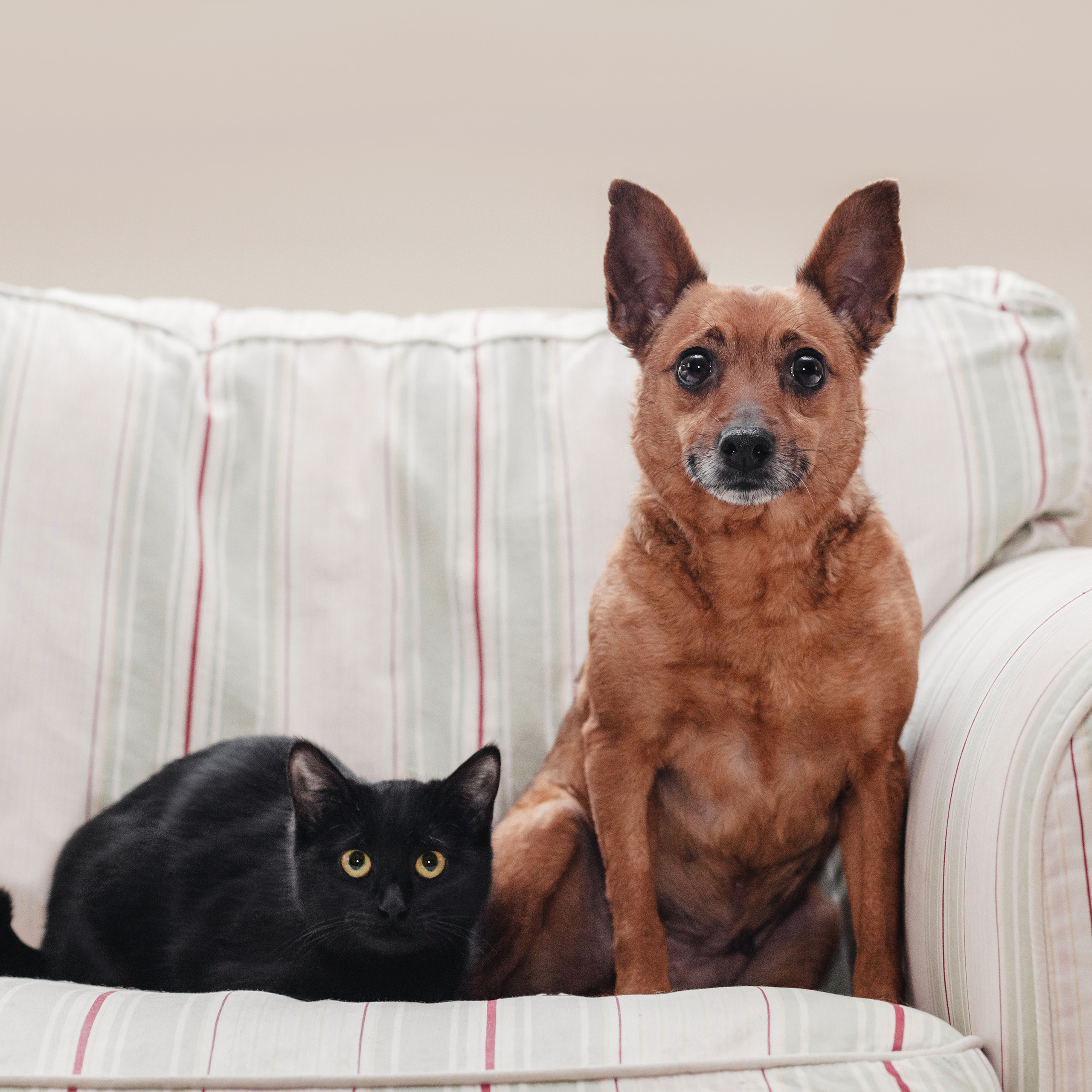 Домашняя съемка 2 собак и&nbsp;кошки 2023