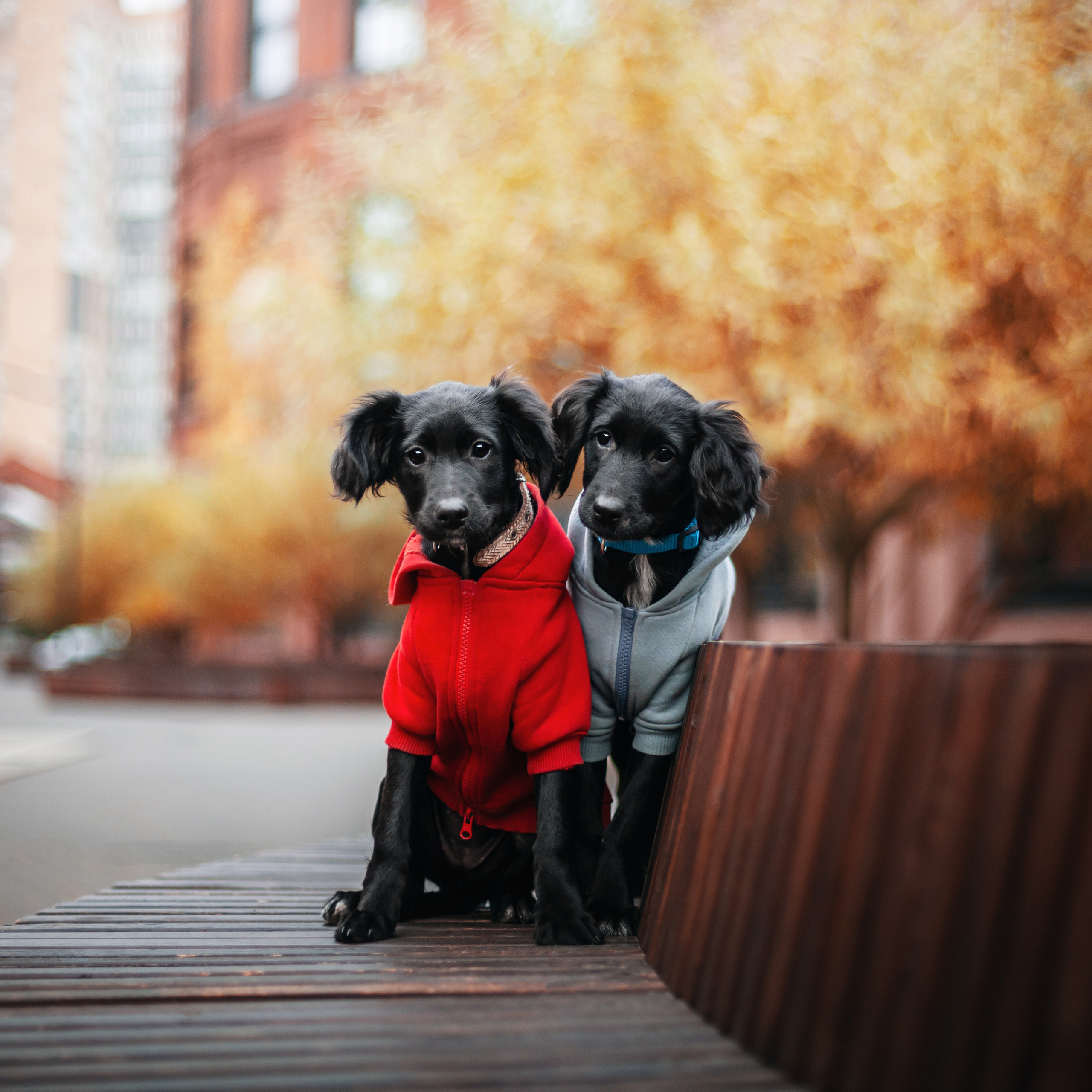 Пара щенков 2022