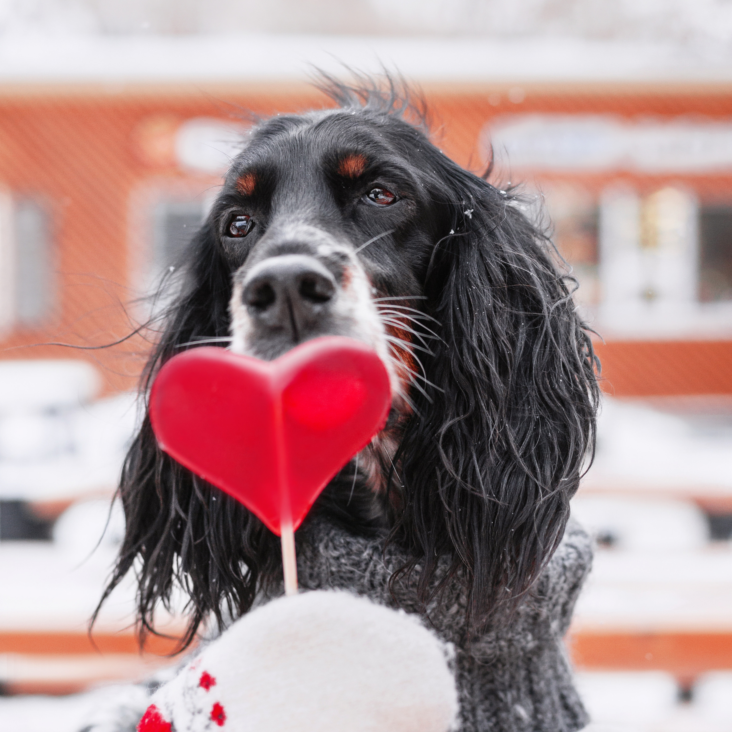 Отзывы. Фотограф-анималист Татьяна Степанова