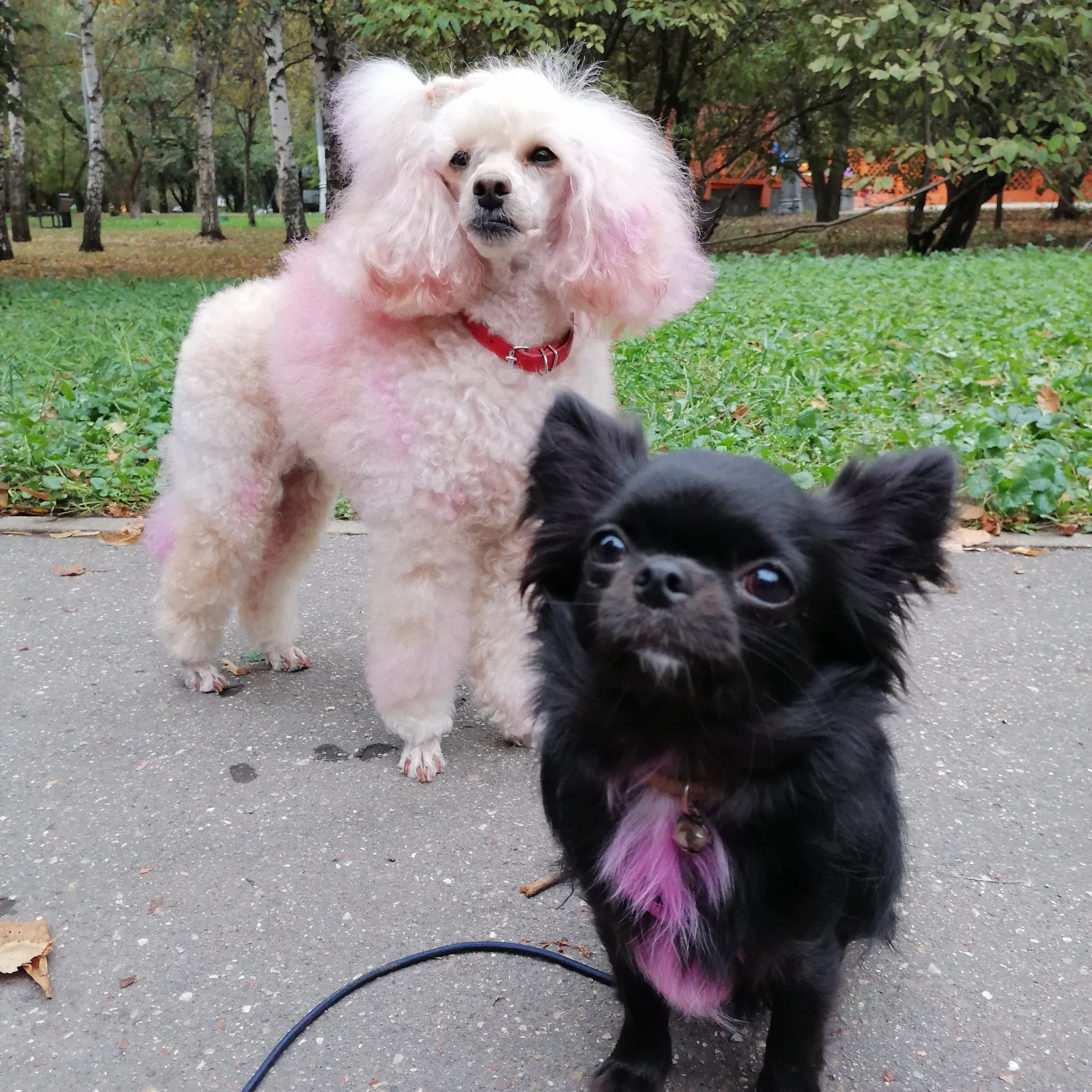 Отзывы. Фотограф-анималист Татьяна Степанова