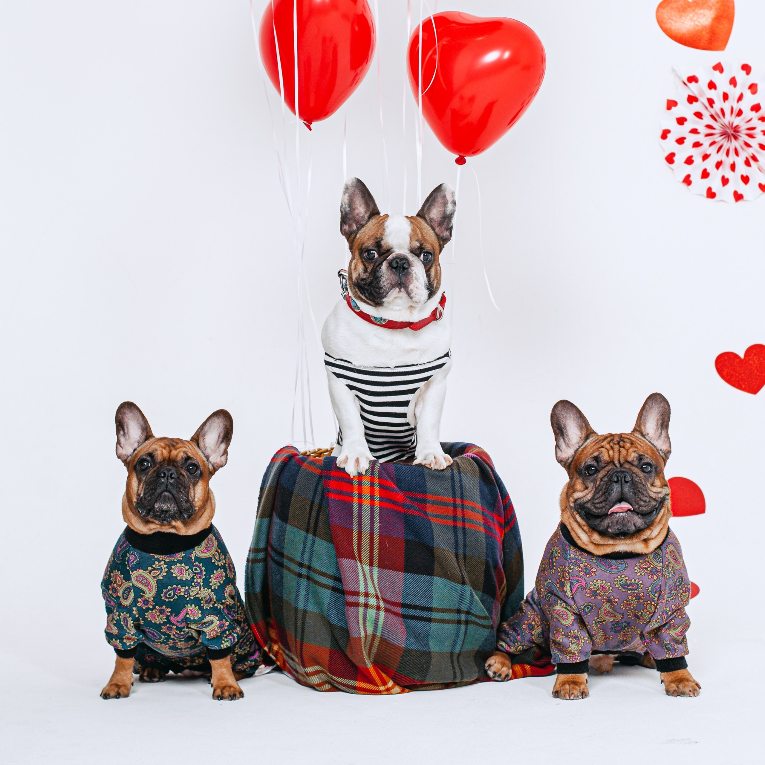 Пижамная вечеринка французских бульдогов и их хозяев