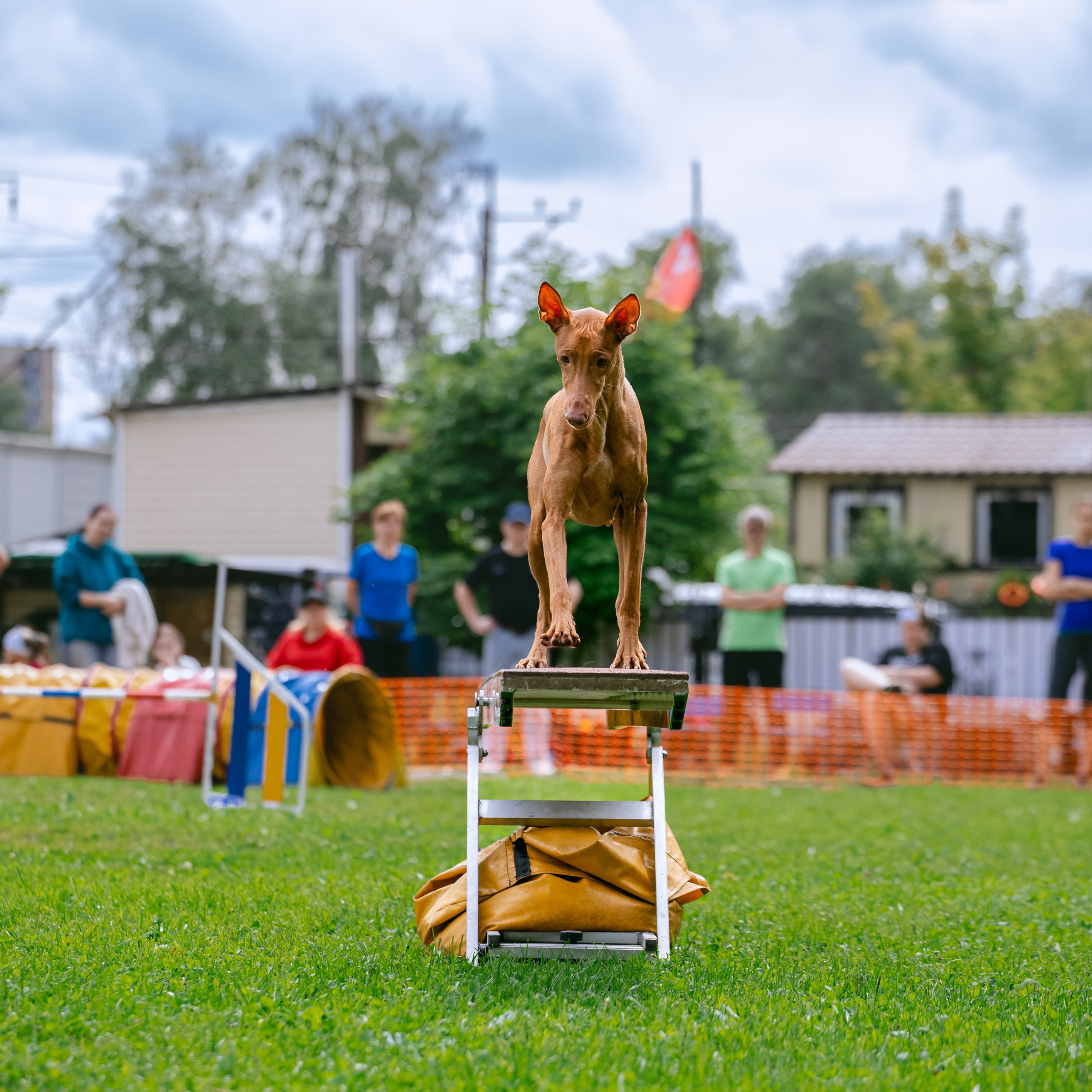 Соревнования по аджилити Долгопрудный 30.06.2025