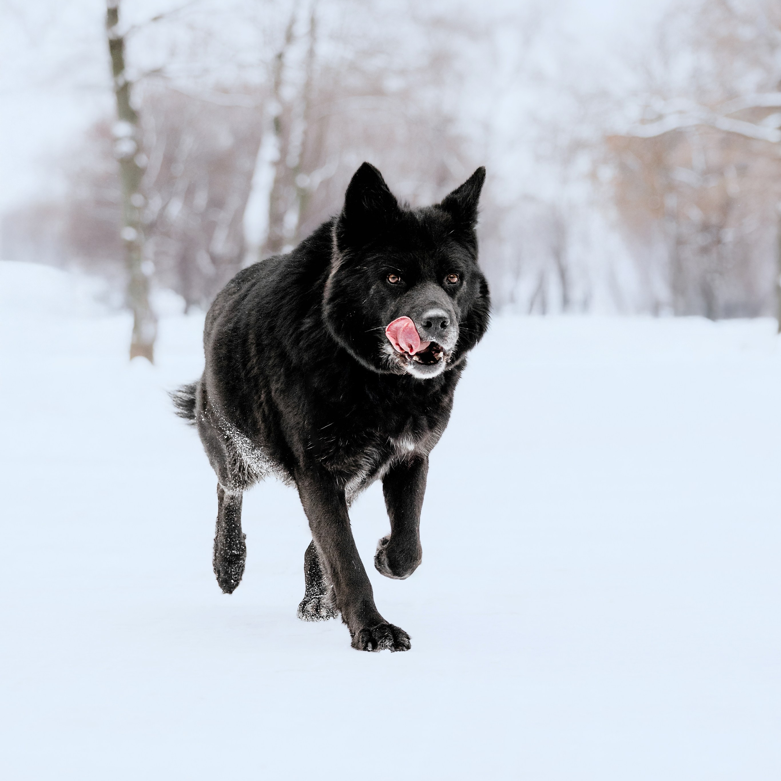 Собаки из&nbsp;приюта Дубовая роща зима