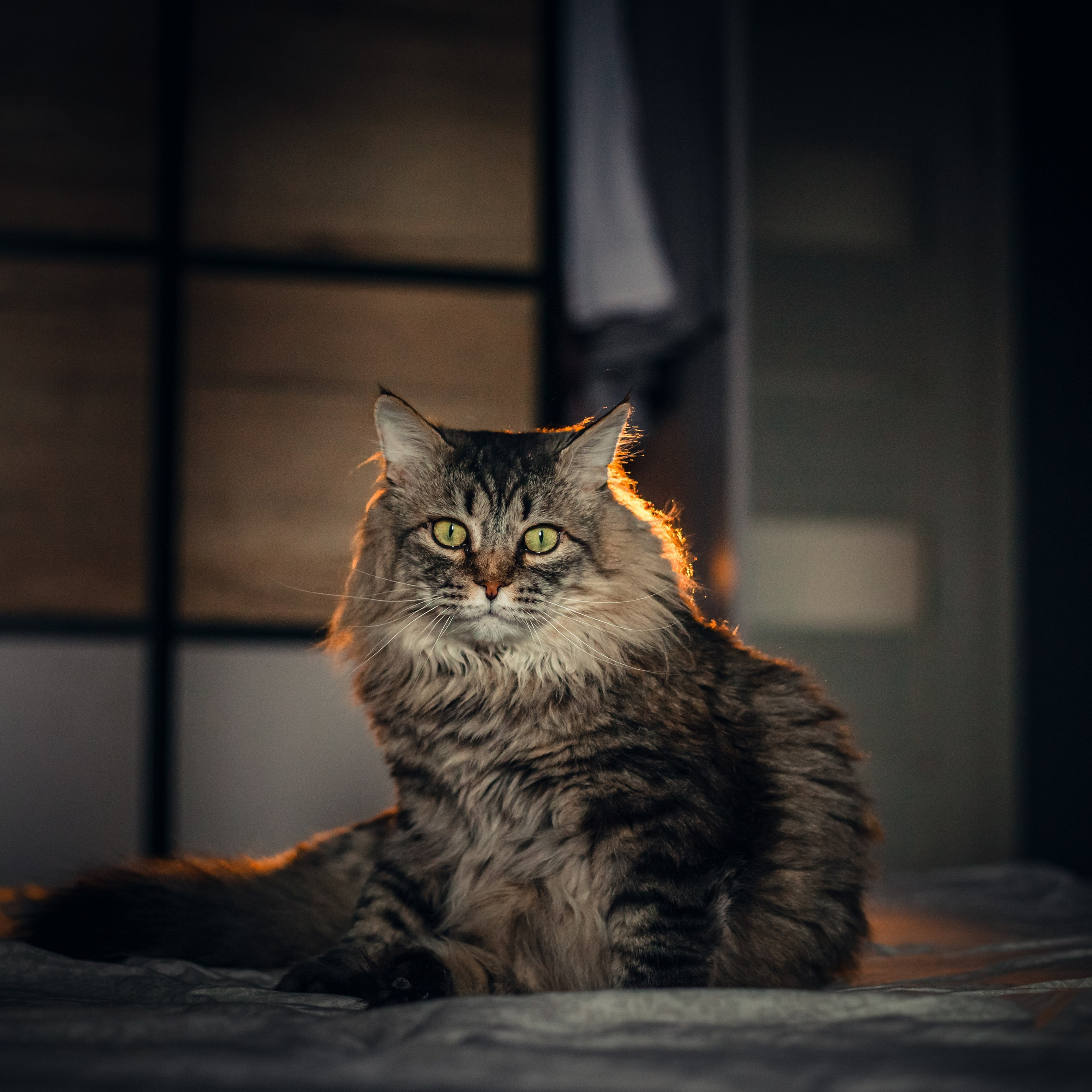 Домашняя фотосессия кота