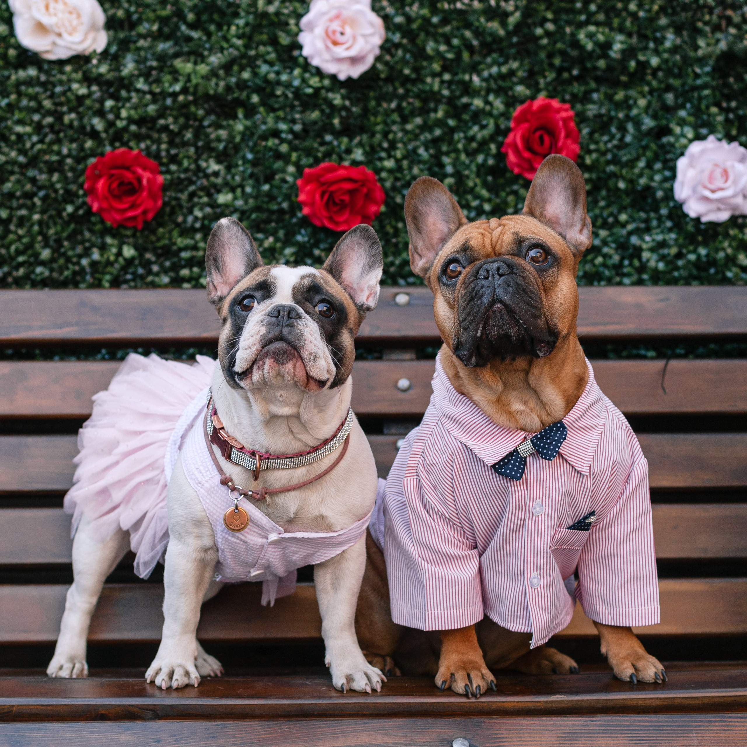 Бульбалл 23.04.2023