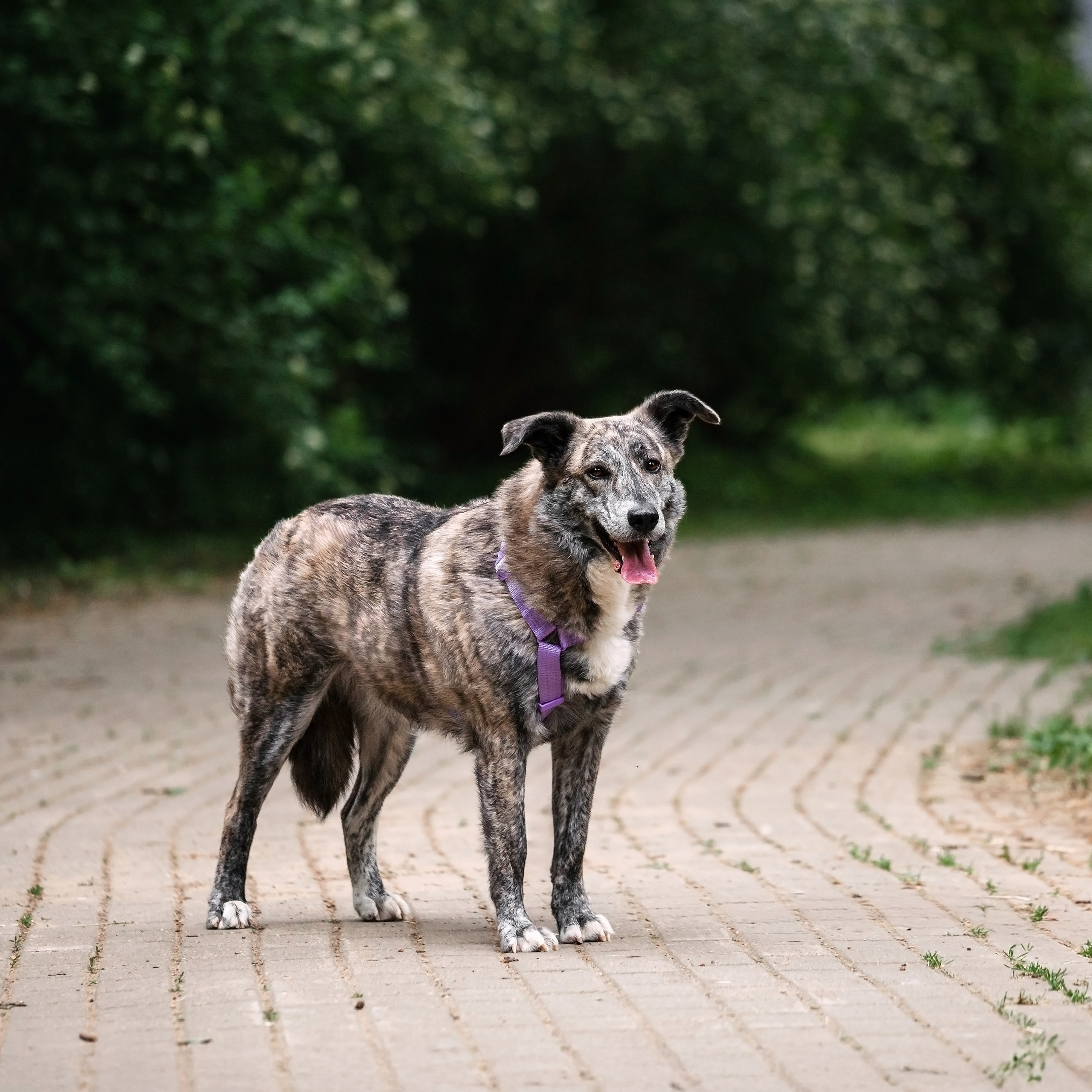 Собаки из&nbsp;приюта Дубовая роща лето 2025