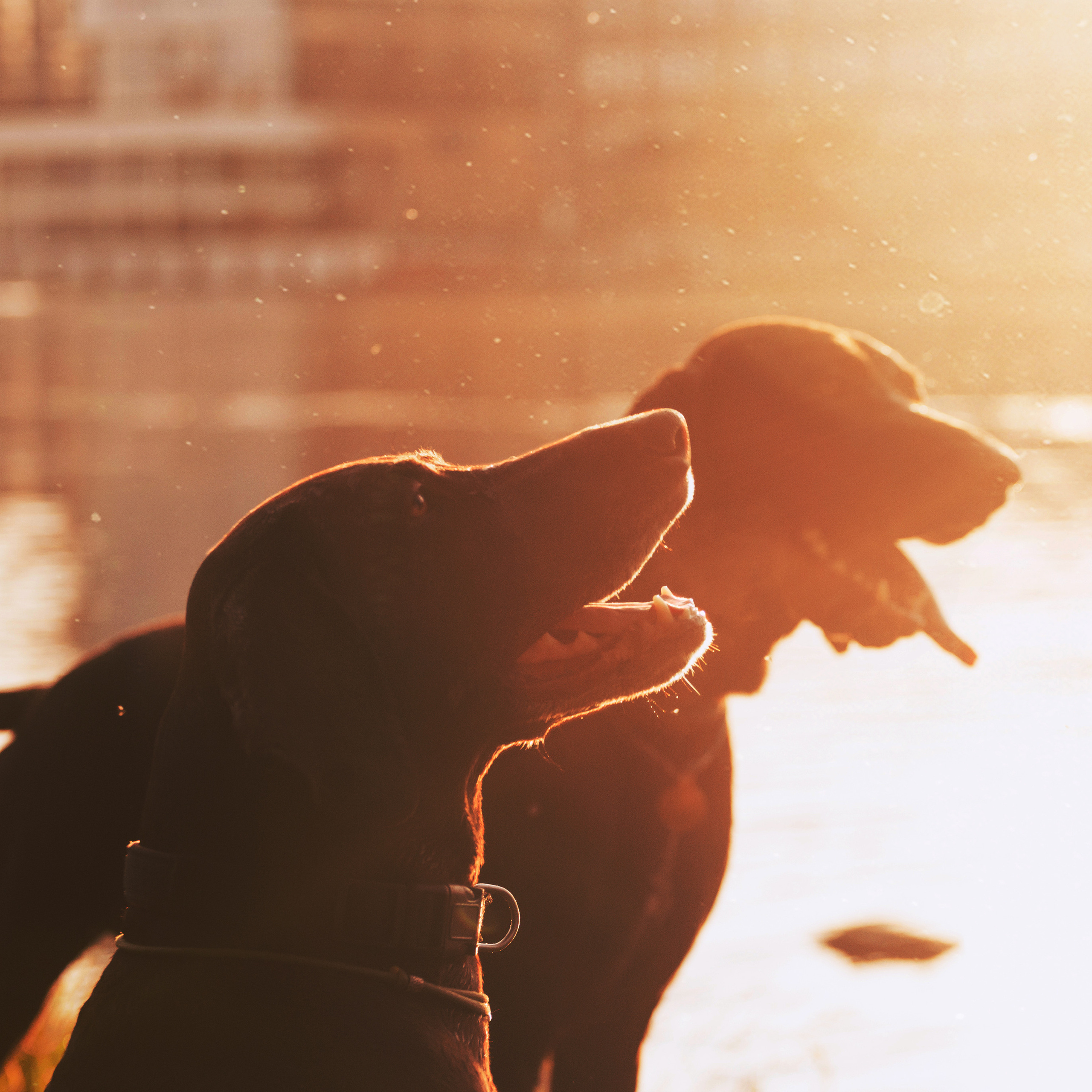 Рассветная съемка в ПКИО Северное Тушино