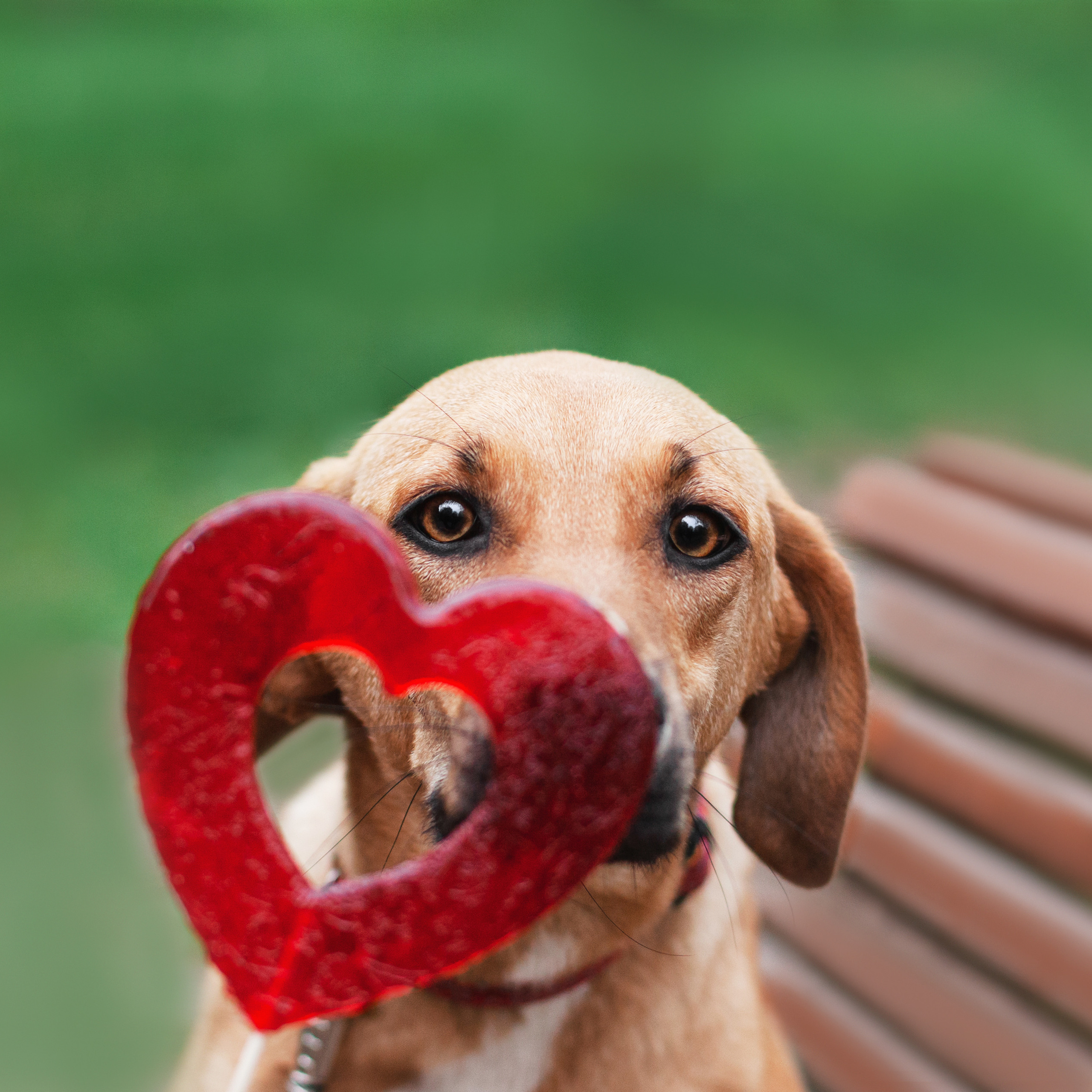 Съемка 3 собак в&nbsp;цветении 2023