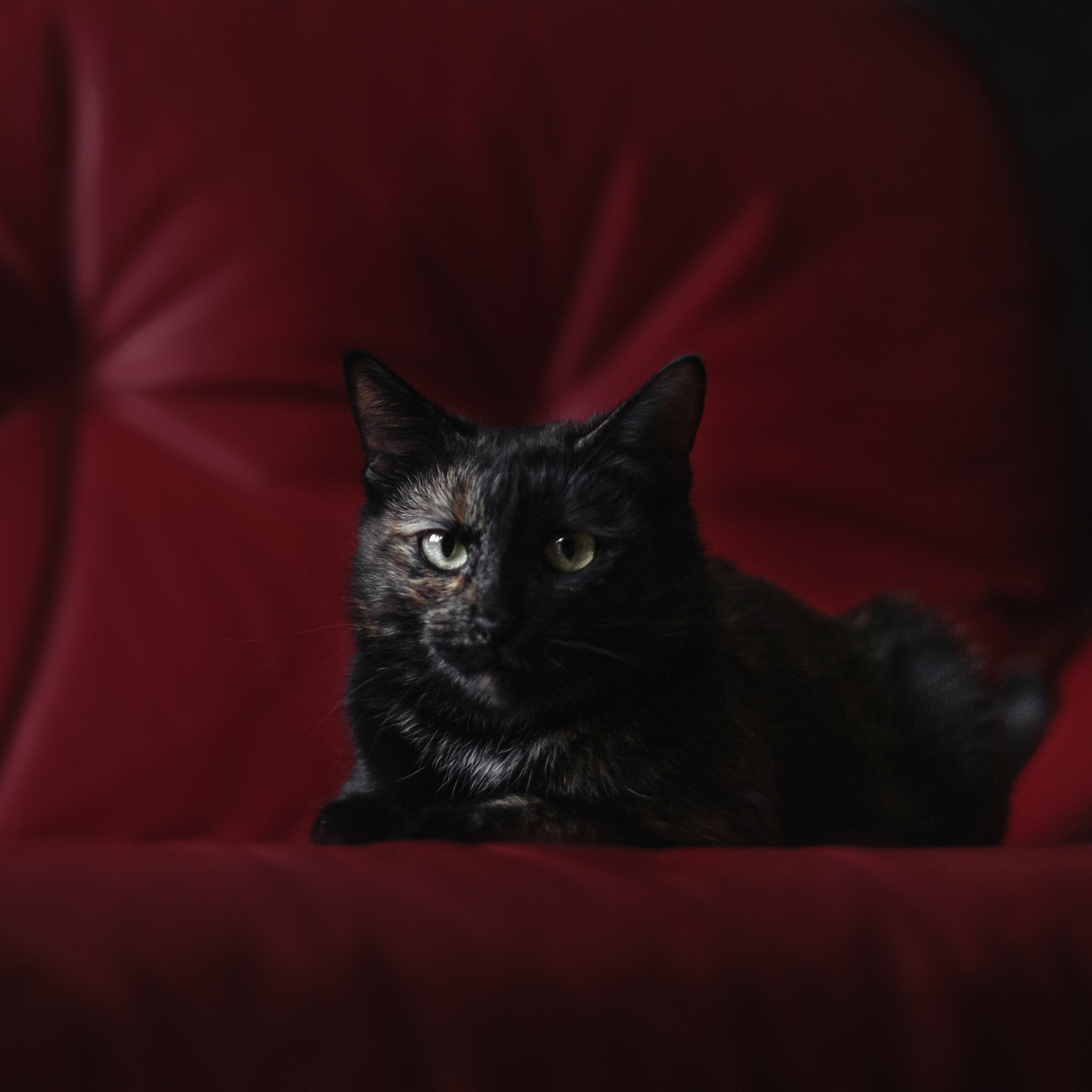 Кошка Черепашка 2023