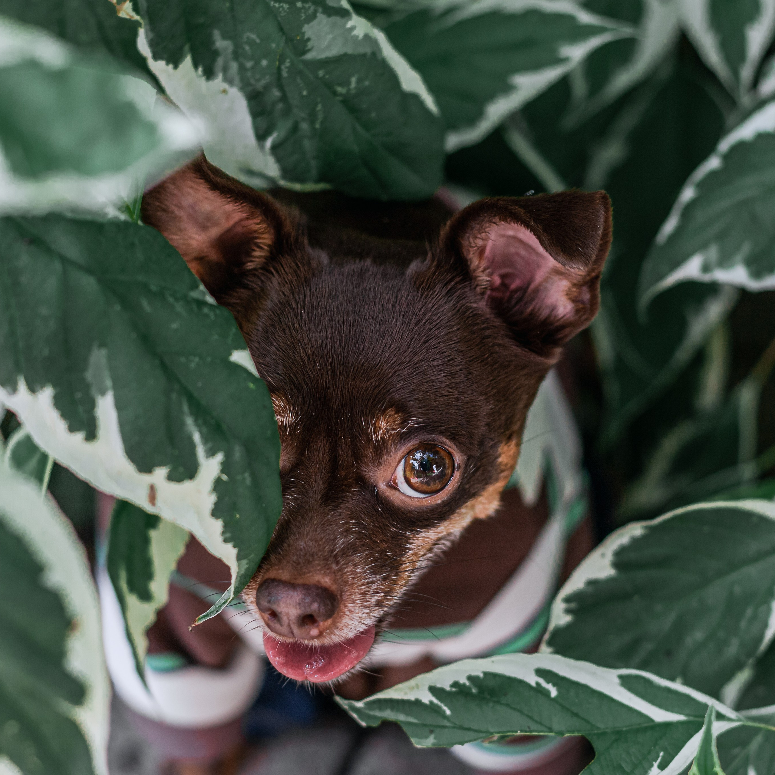 Восточный мост