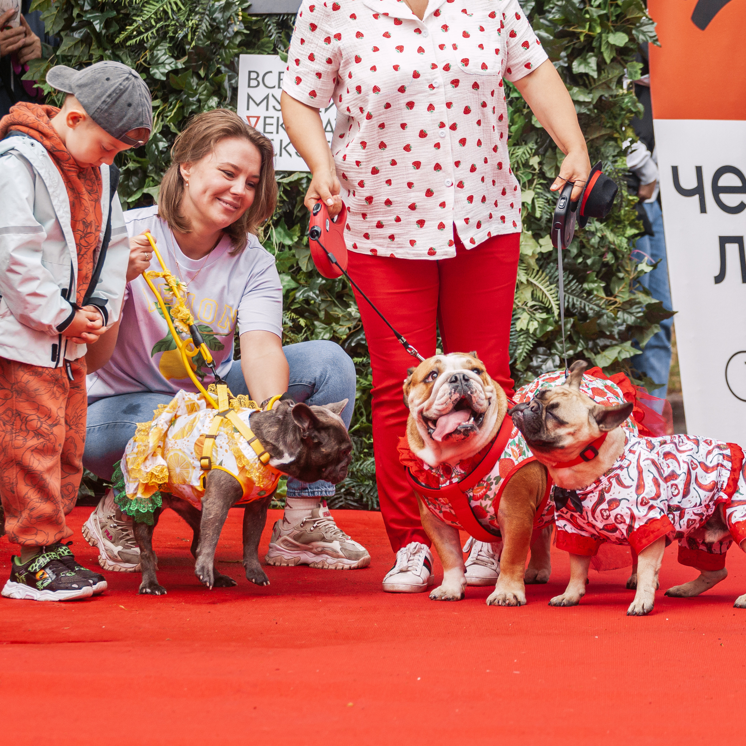 Парад французских бульдогов 15.07.2023
