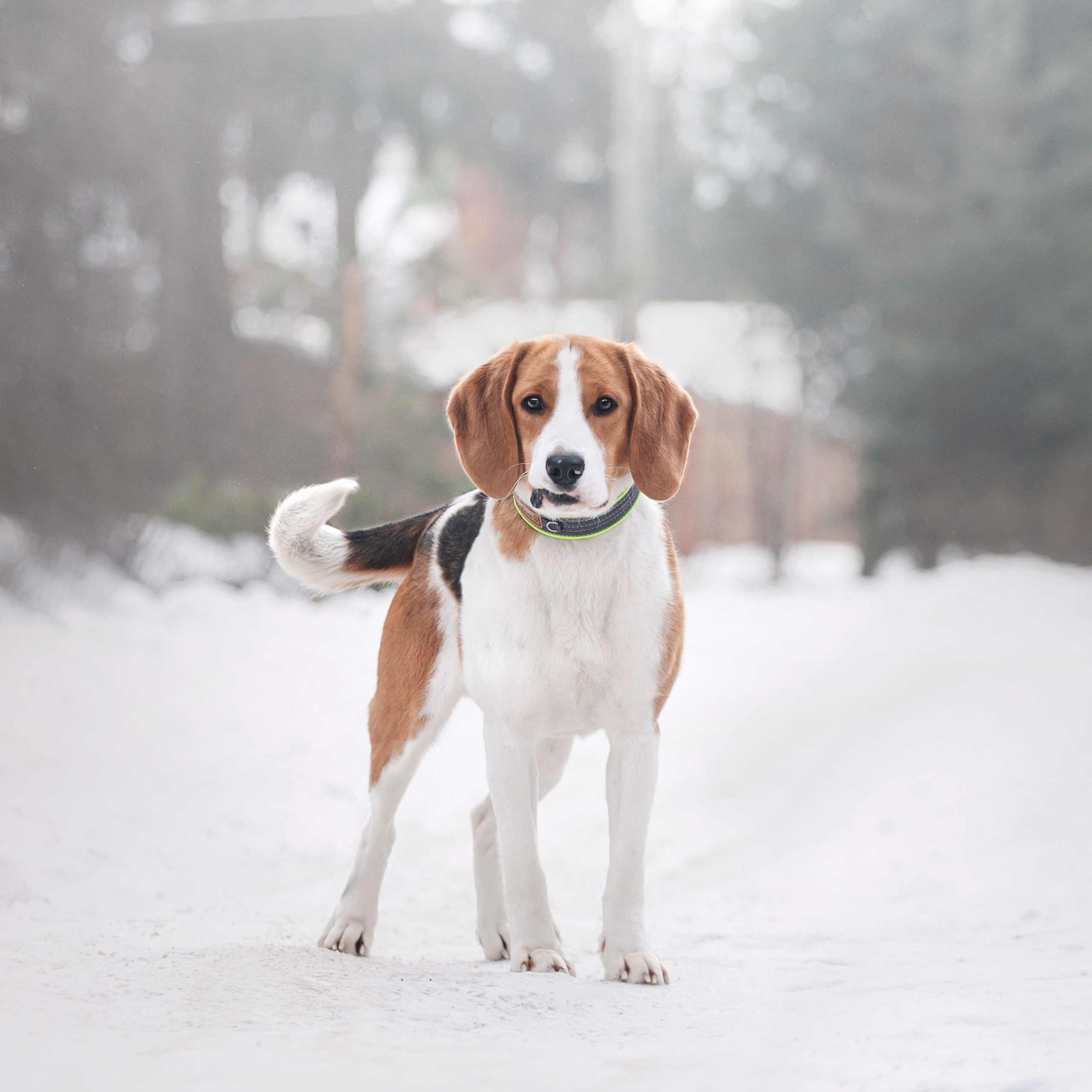 Группа помощи Дом для бигля 2023