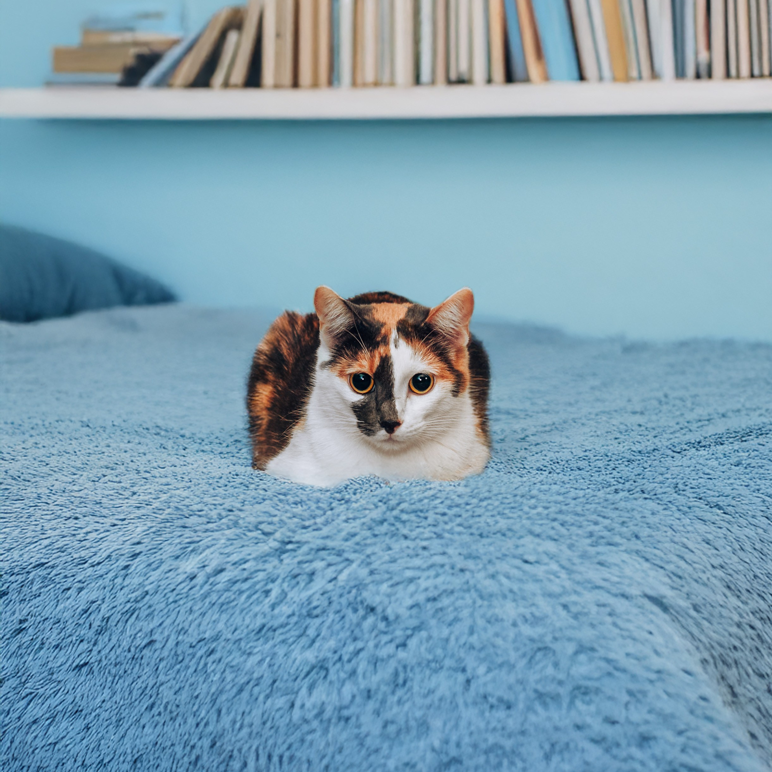 Кошки в&nbsp;поиске дома 2025