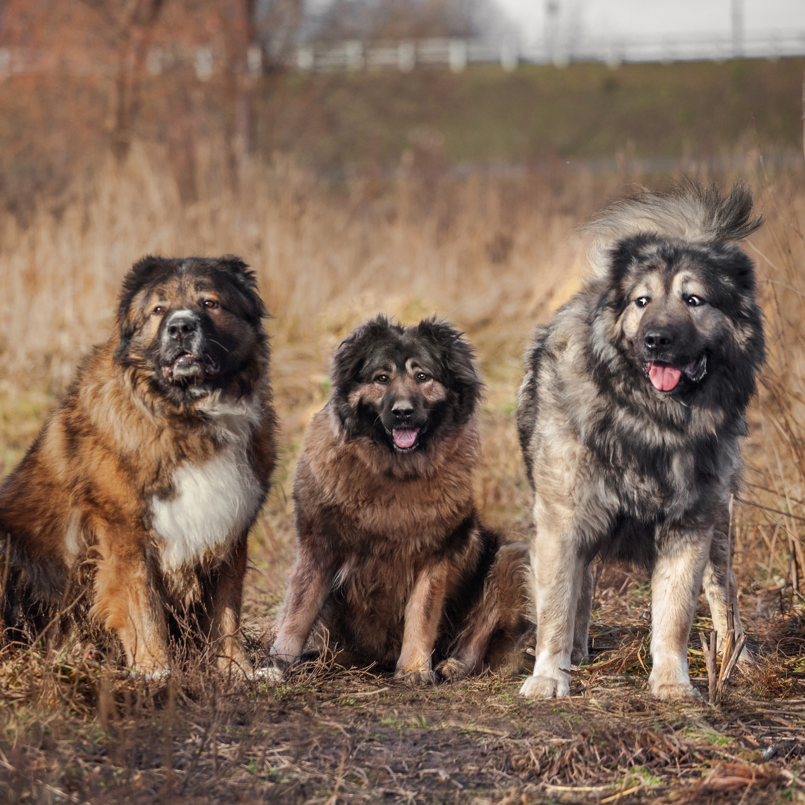 Фонд помощи кавказским овчаркам (Дудусик дог) 2022