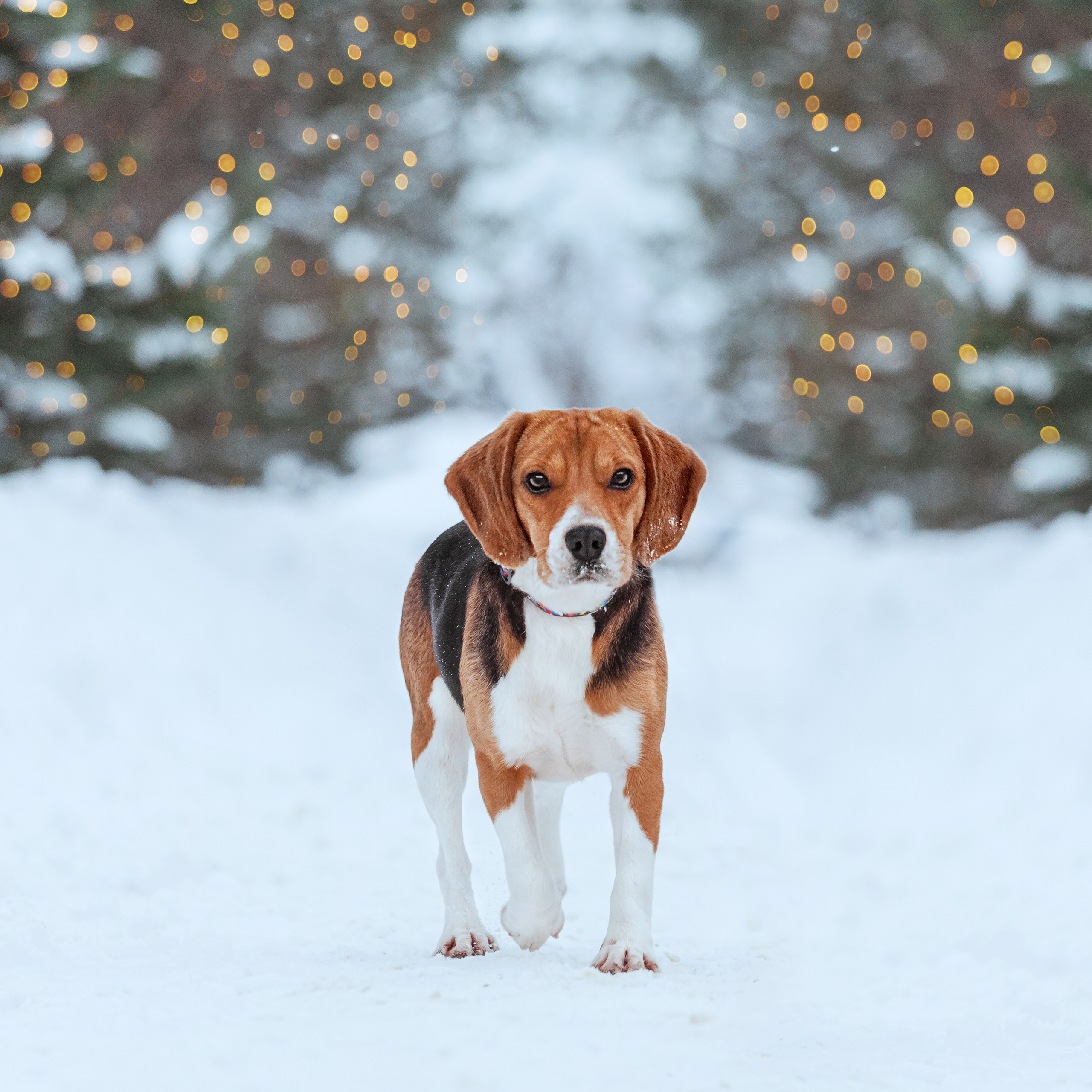 Дом для Биглей 2023