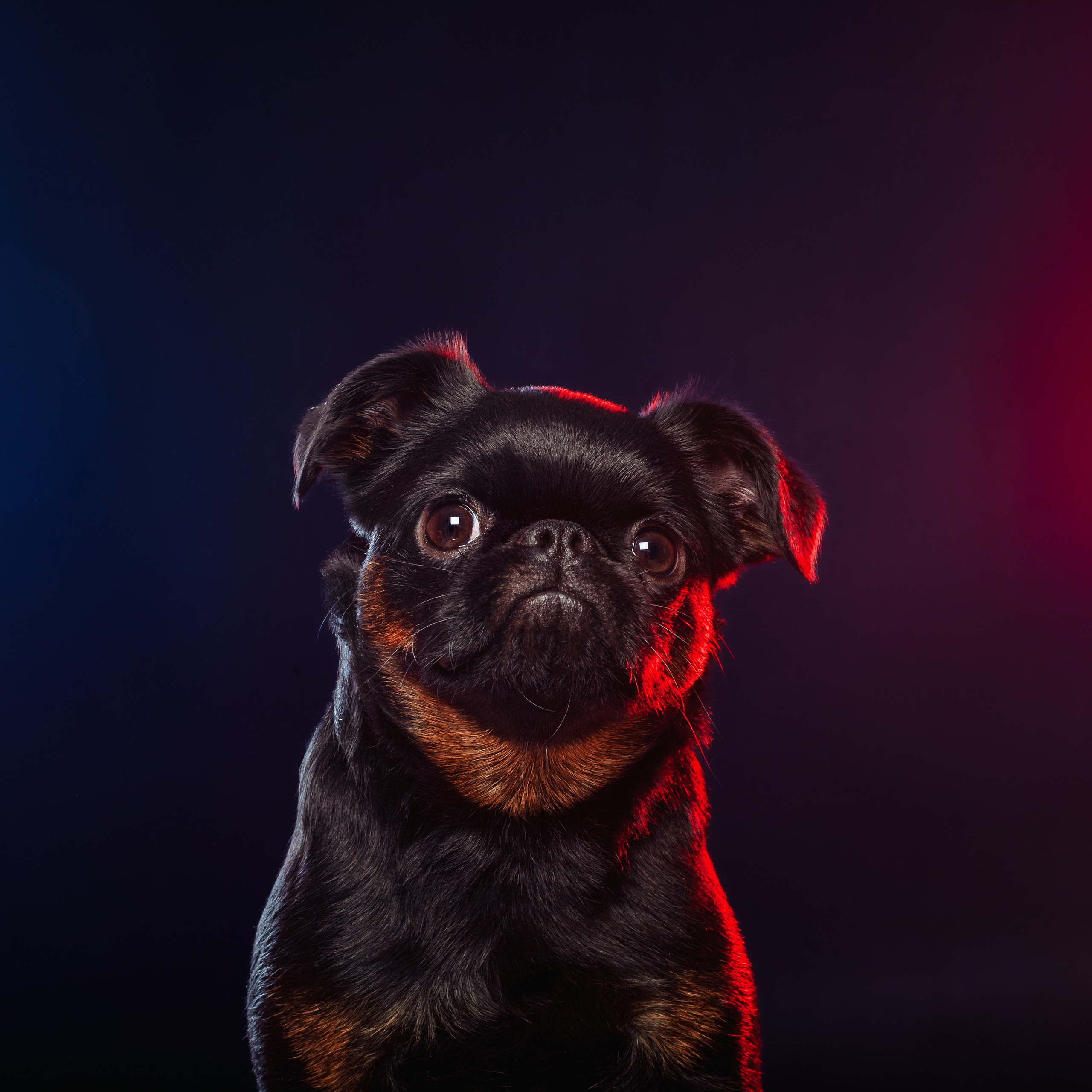 Студийная фотосессия с цветным светом