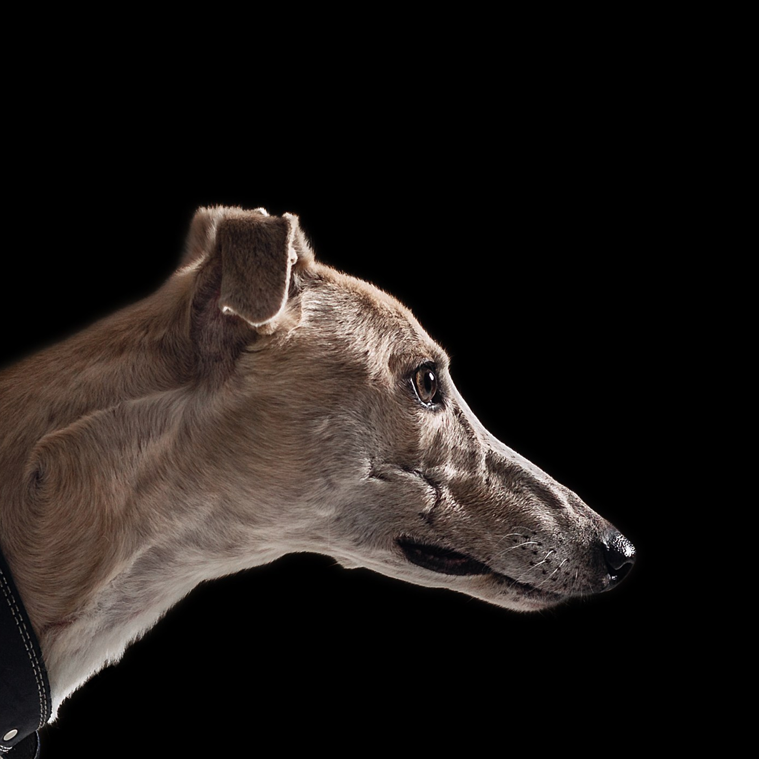 Студийная съемка 2 собак 2024