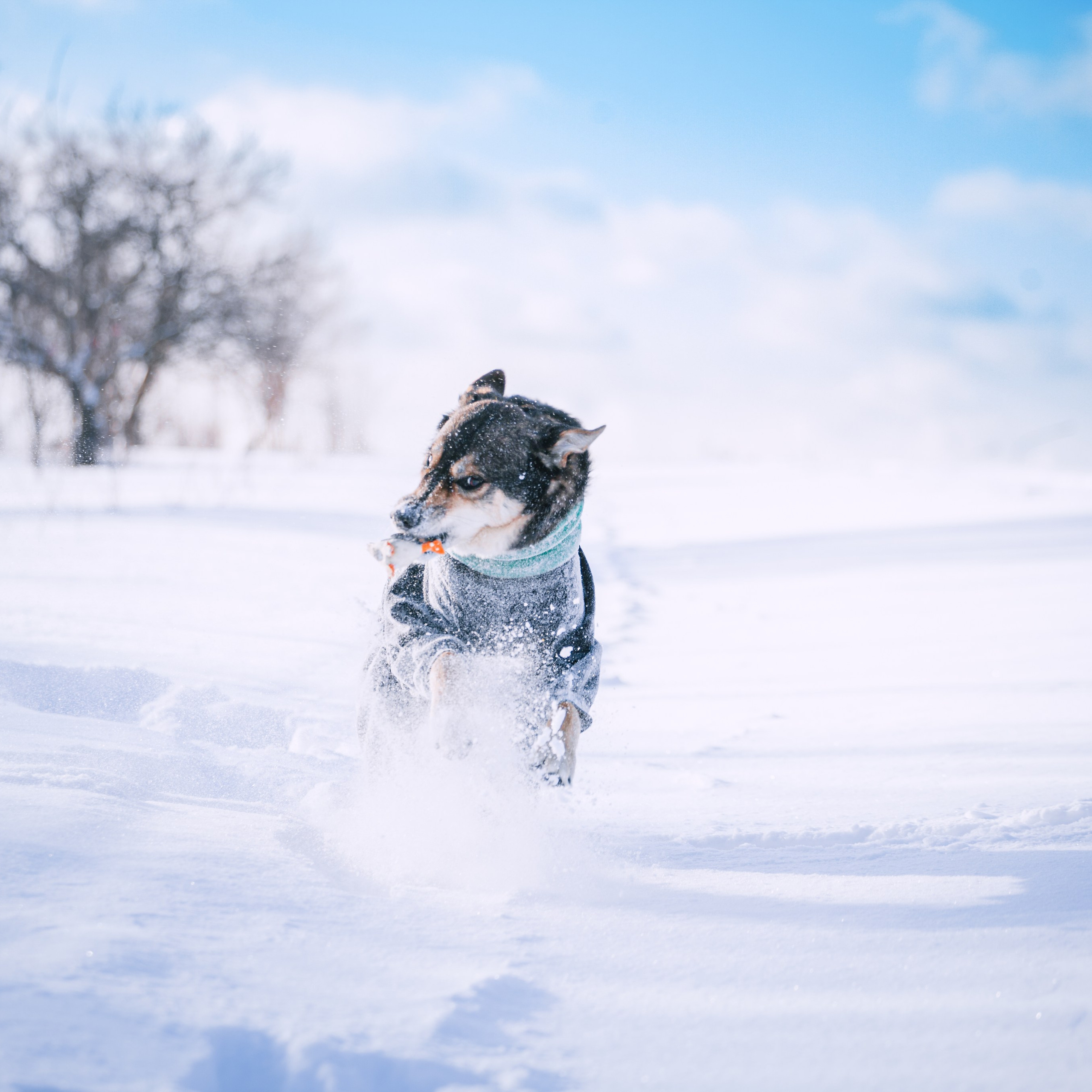 Зимняя экспресс съемка Дюка