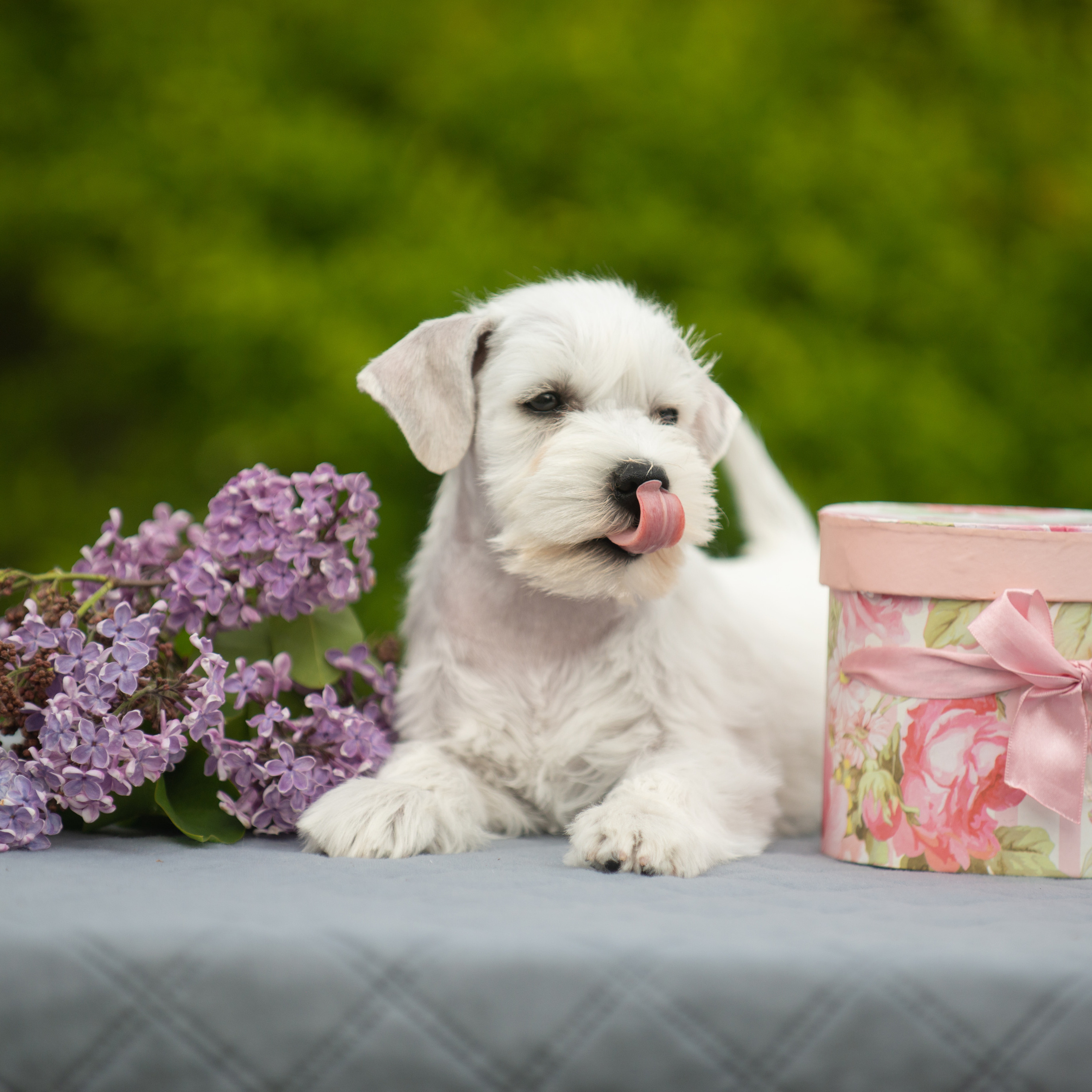 Отзывы. Фотограф-анималист Наталья Светличная
