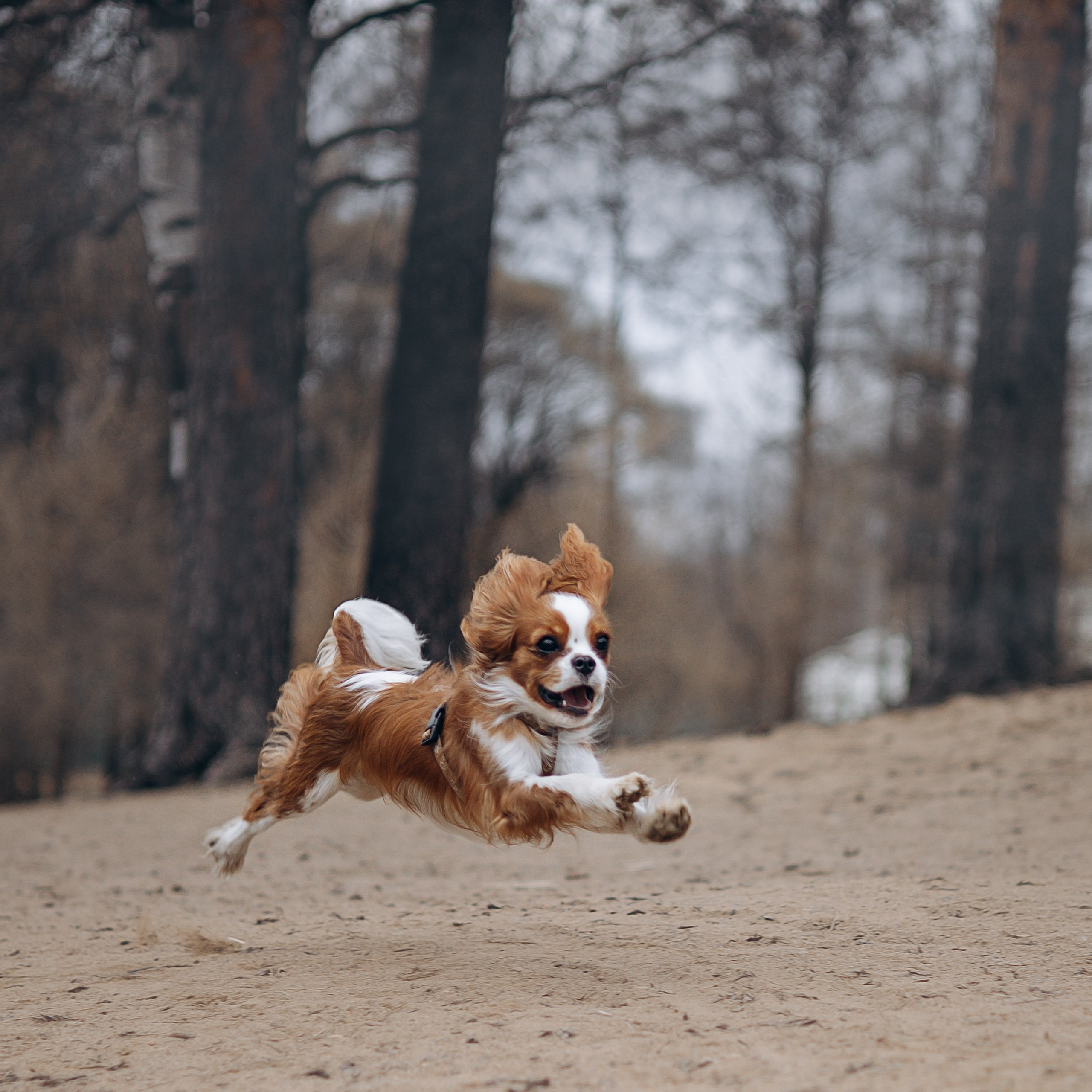 Екатерина и Тесси
