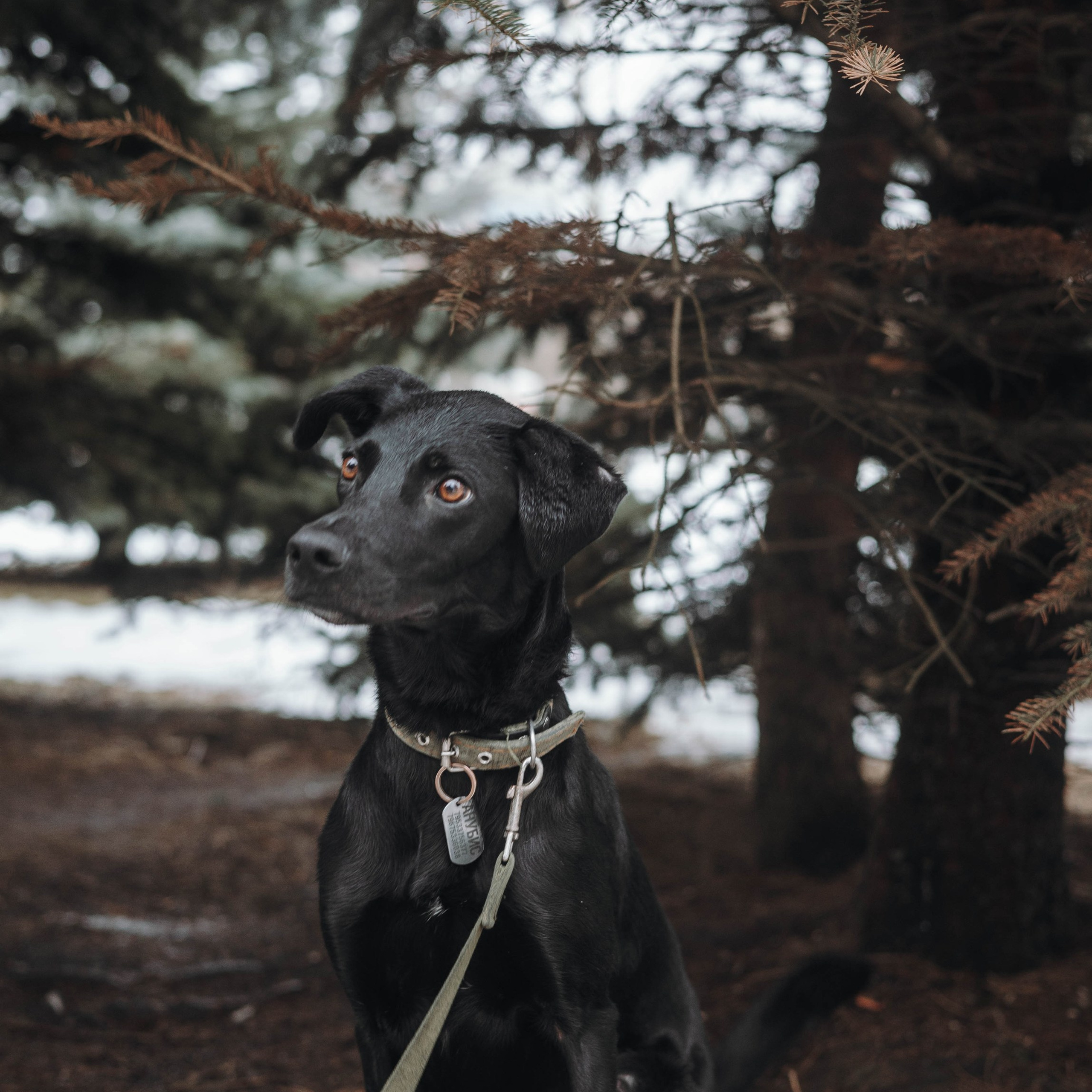 Отзывы. Фотограф животных Евгения Верцинская