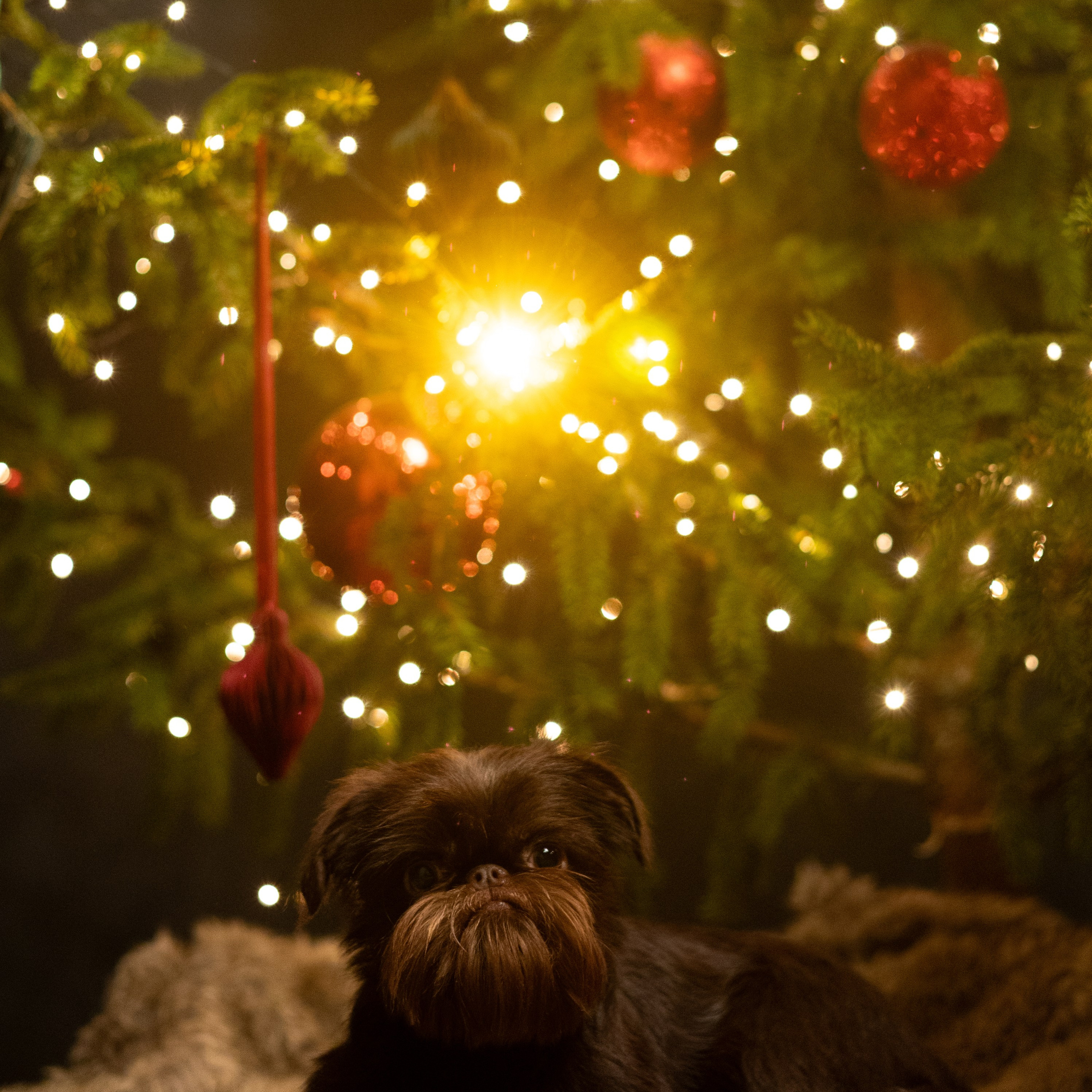 Новогодний фото день