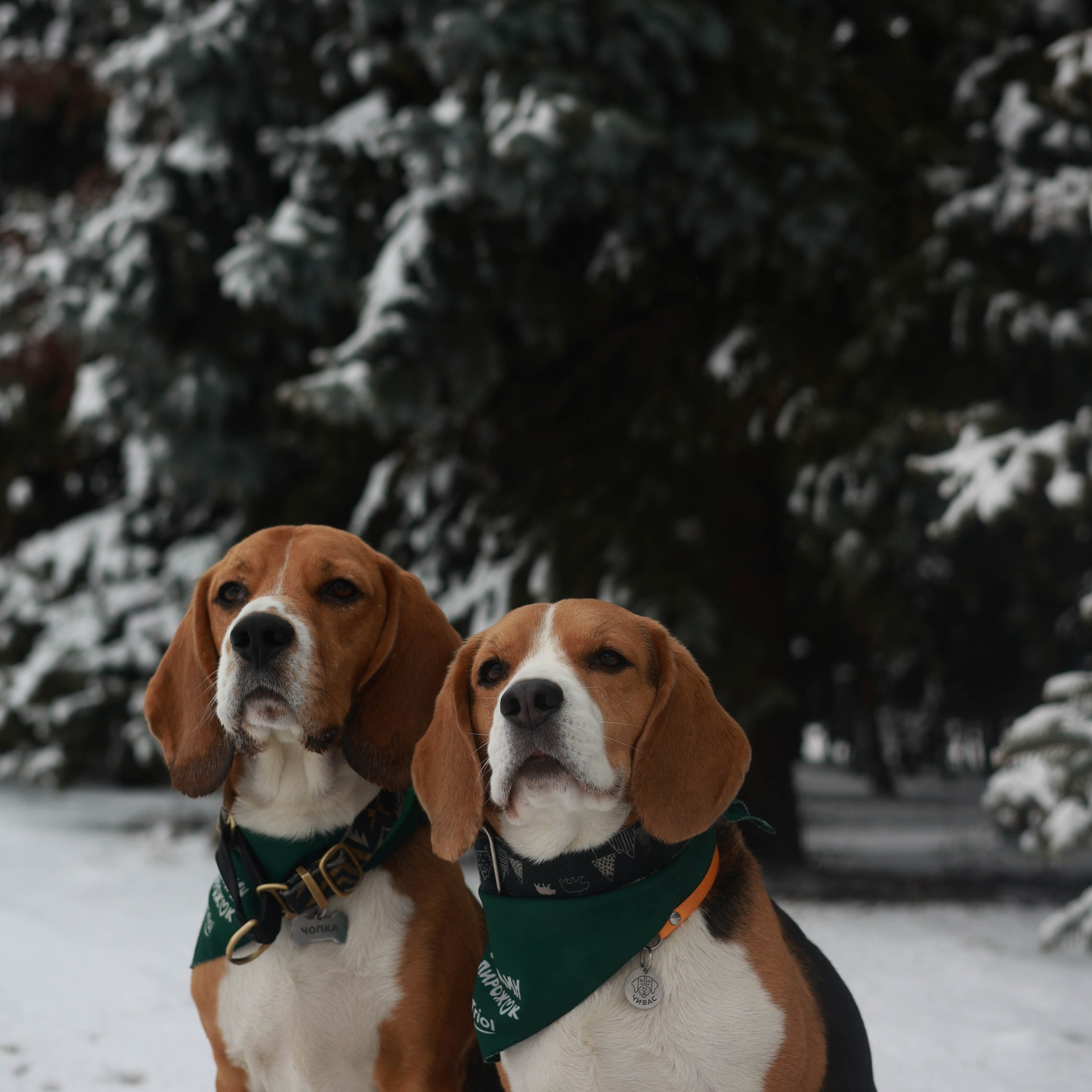 Татьяна, Чивас и Чопка