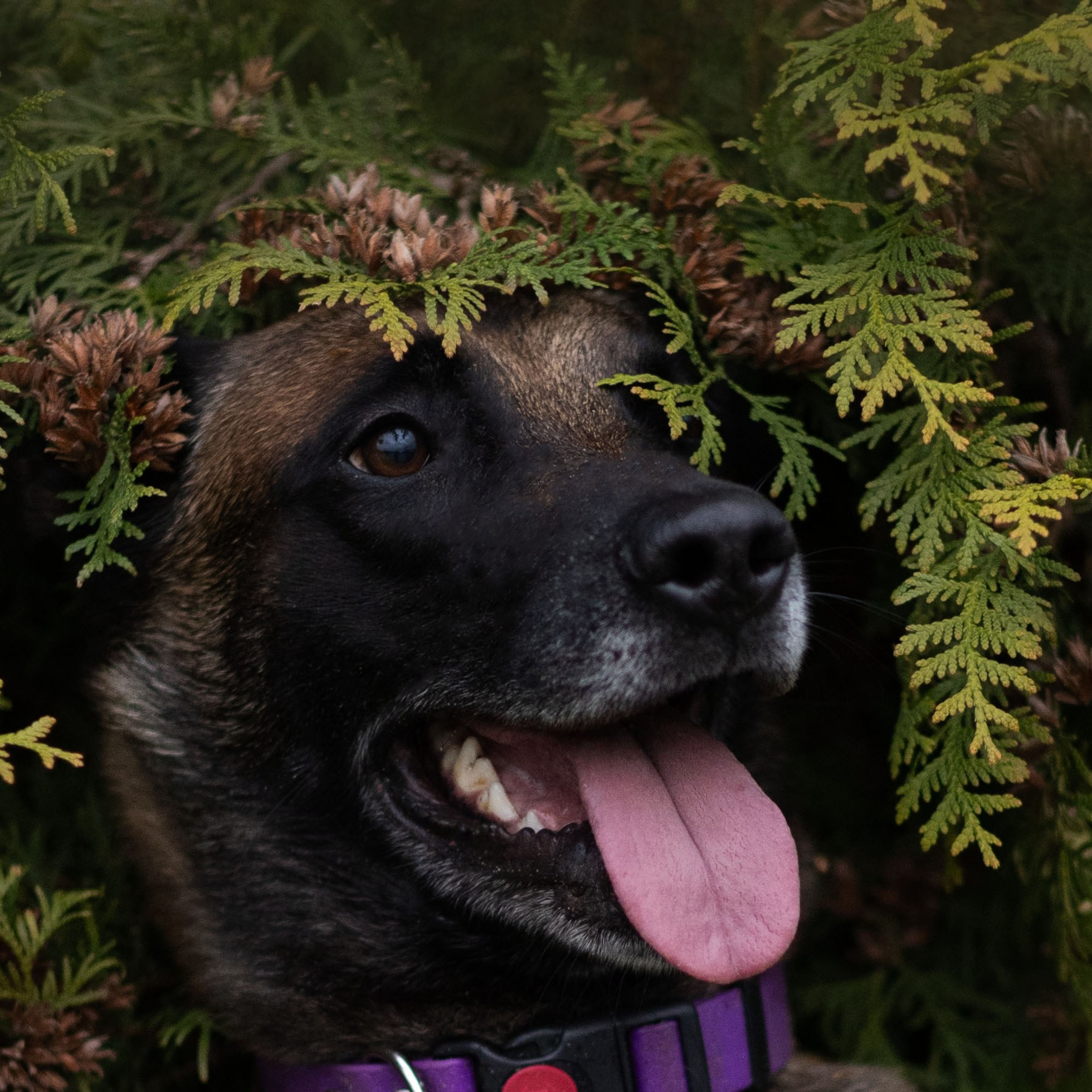 Виктория и Ванхельсинг